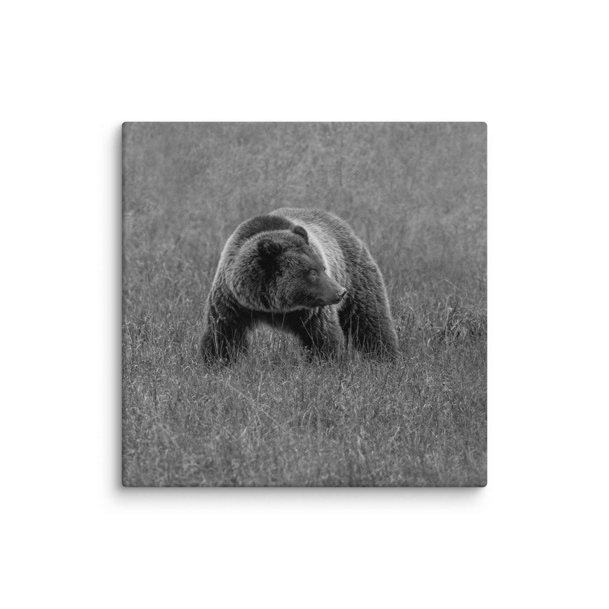 Grizzley bear on Alert! Canvas - Image 13