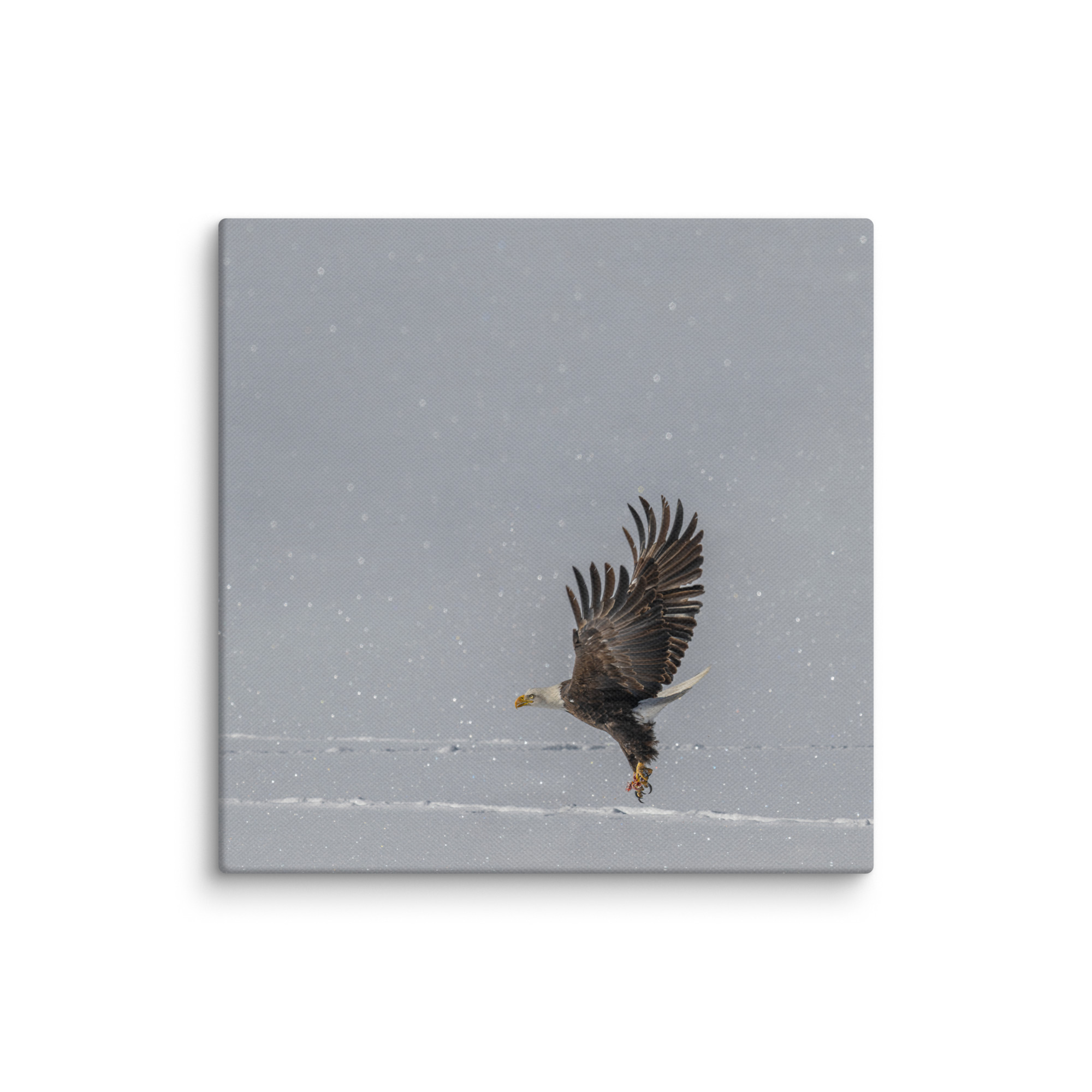 Bald eagle hunting in snow! Canvas - Image 8