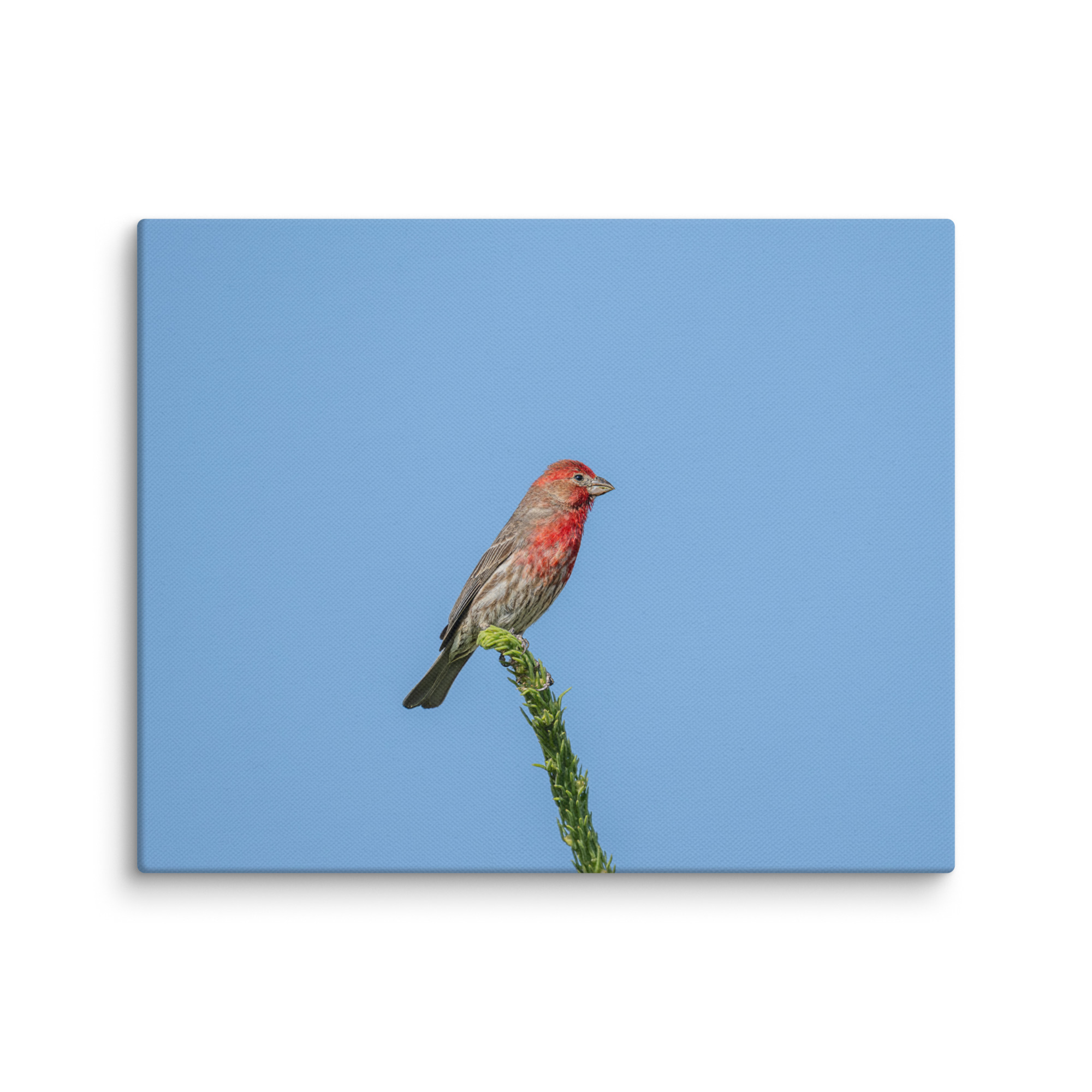 Male House Finch! Canvas - Image 12