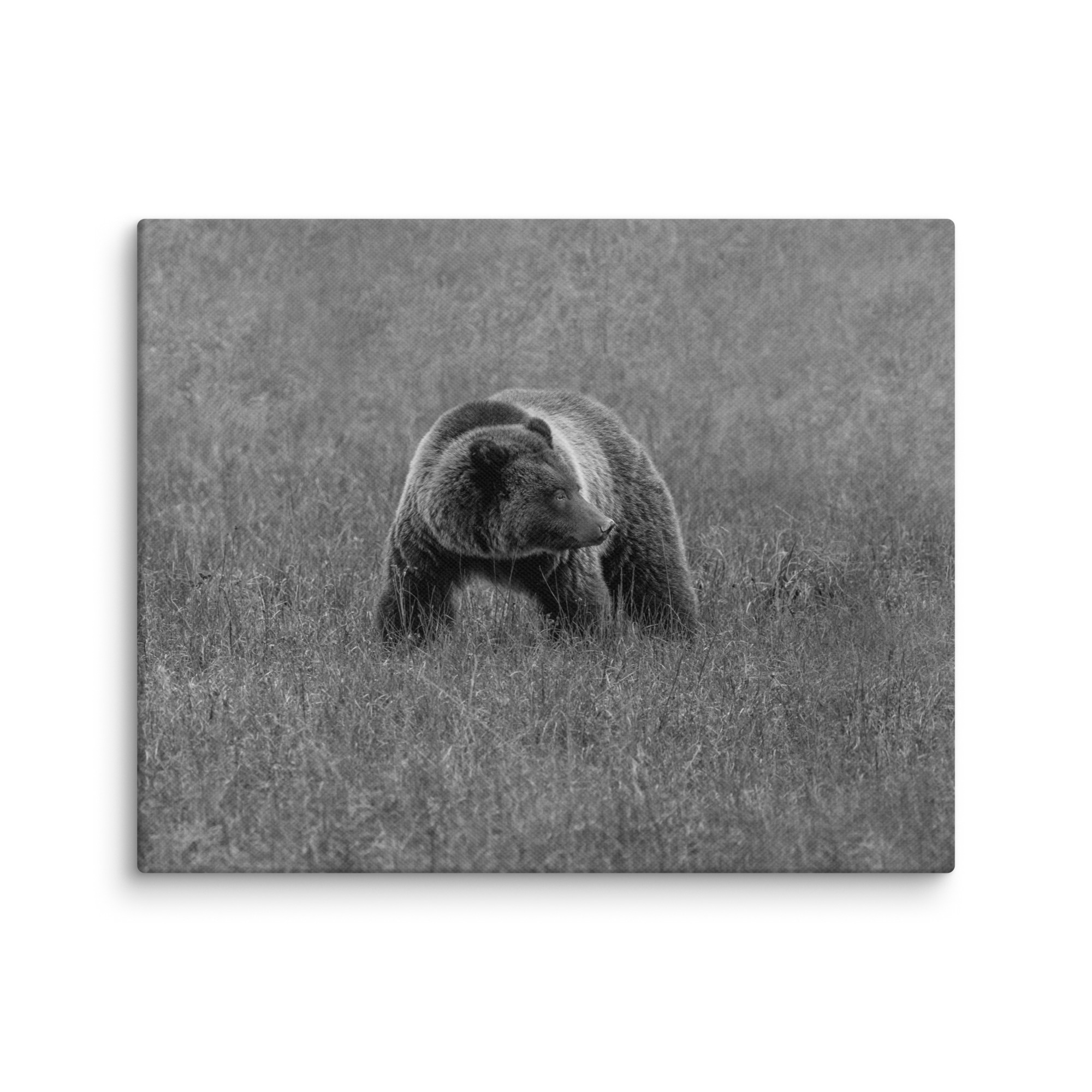 Grizzley bear on Alert! Canvas - Image 14