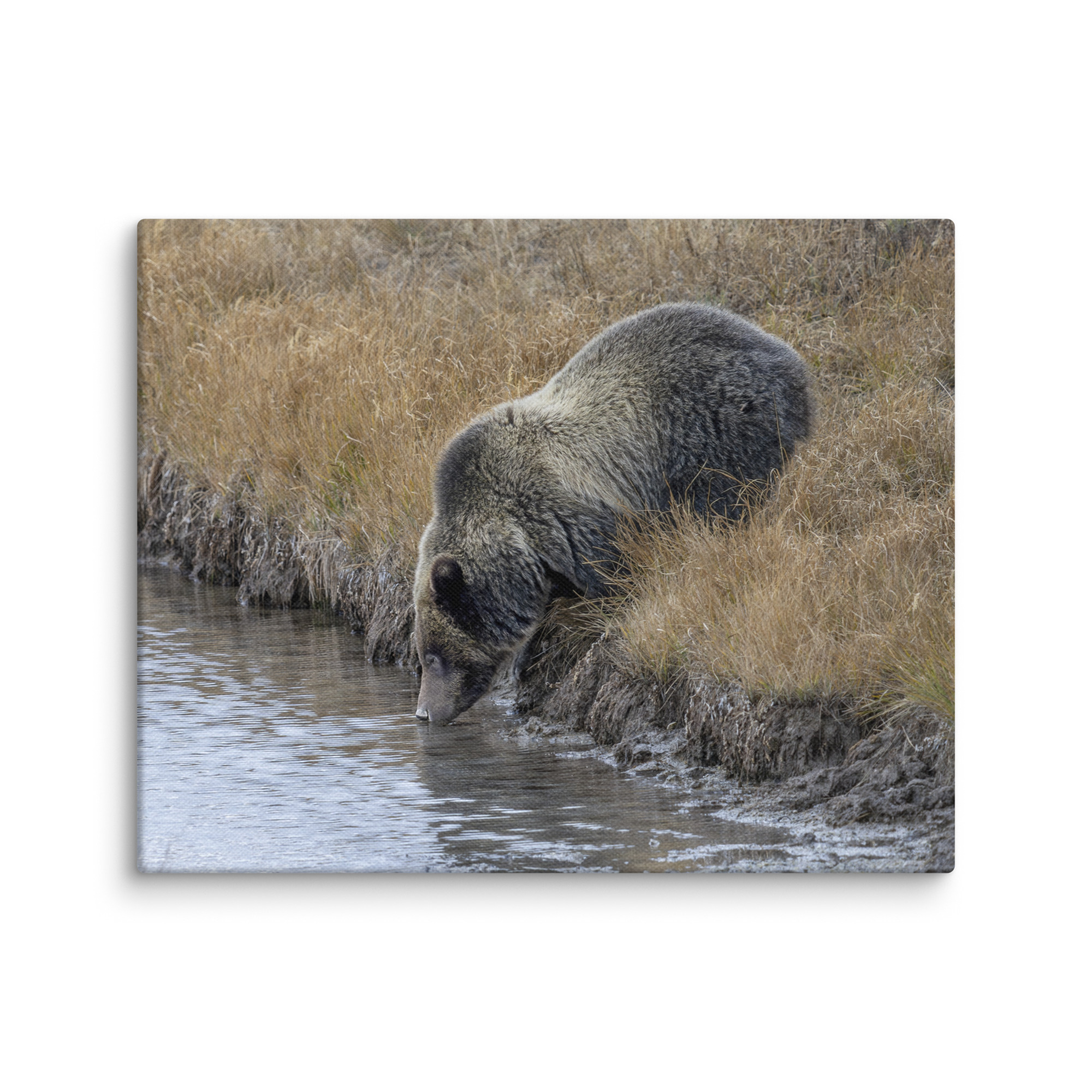 Grizzly bear quenching thirst! Canvas - Image 8