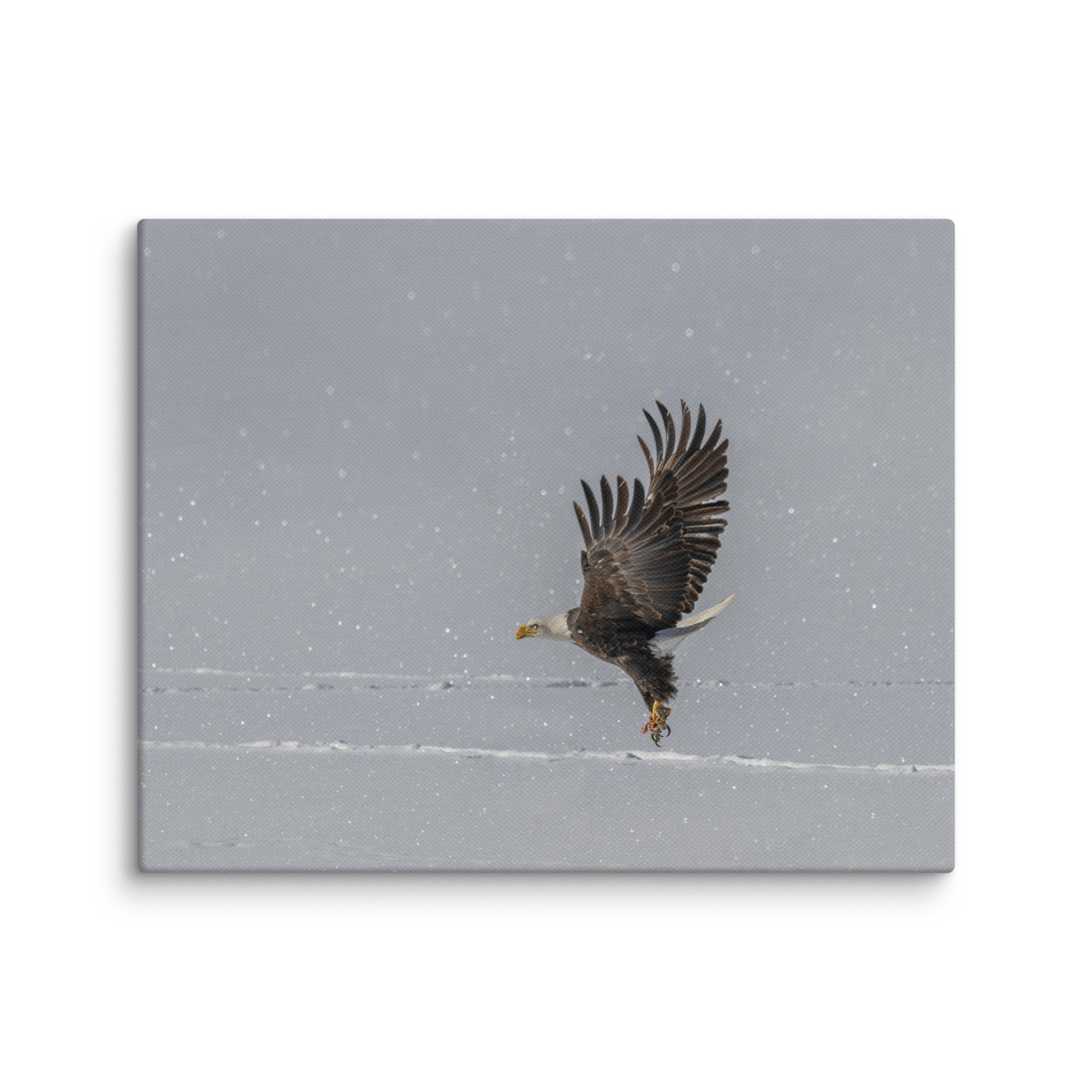 Bald eagle hunting in snow! Canvas - Image 9