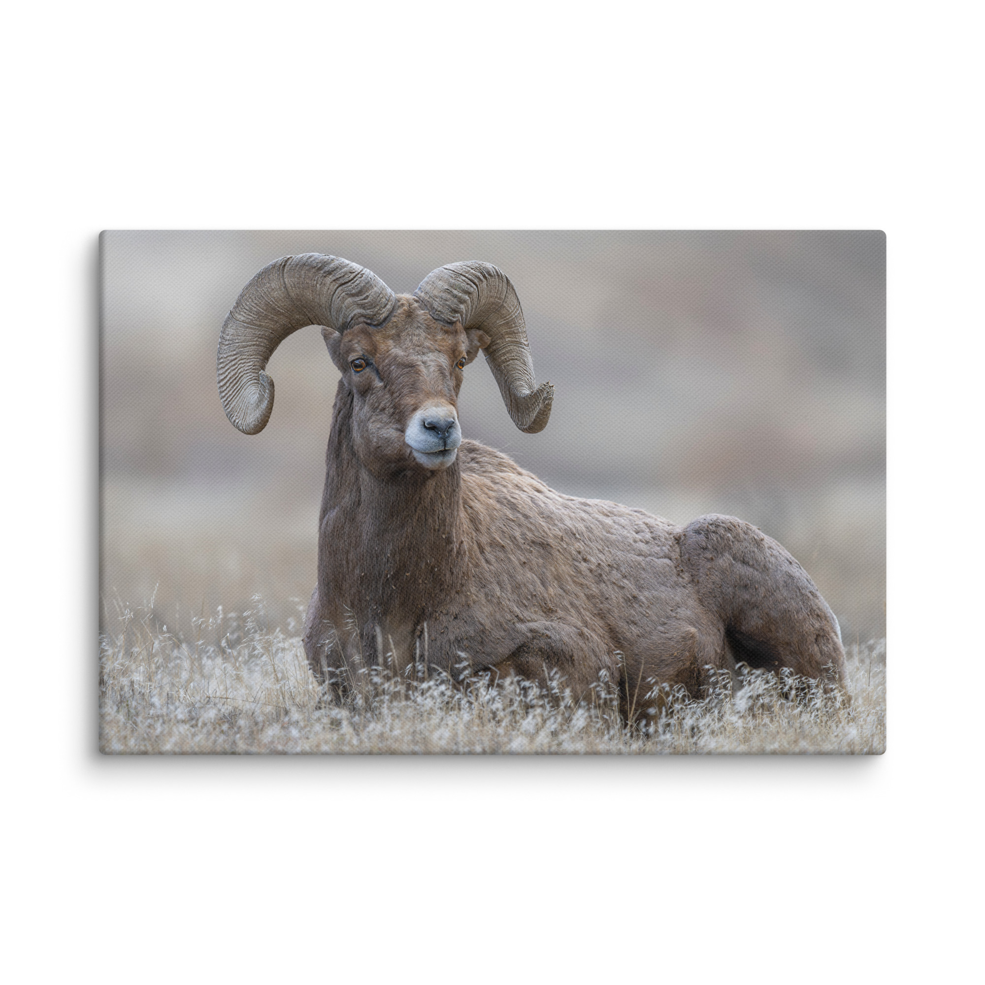 Monarch of Montana Meadows! Canvas - Image 17