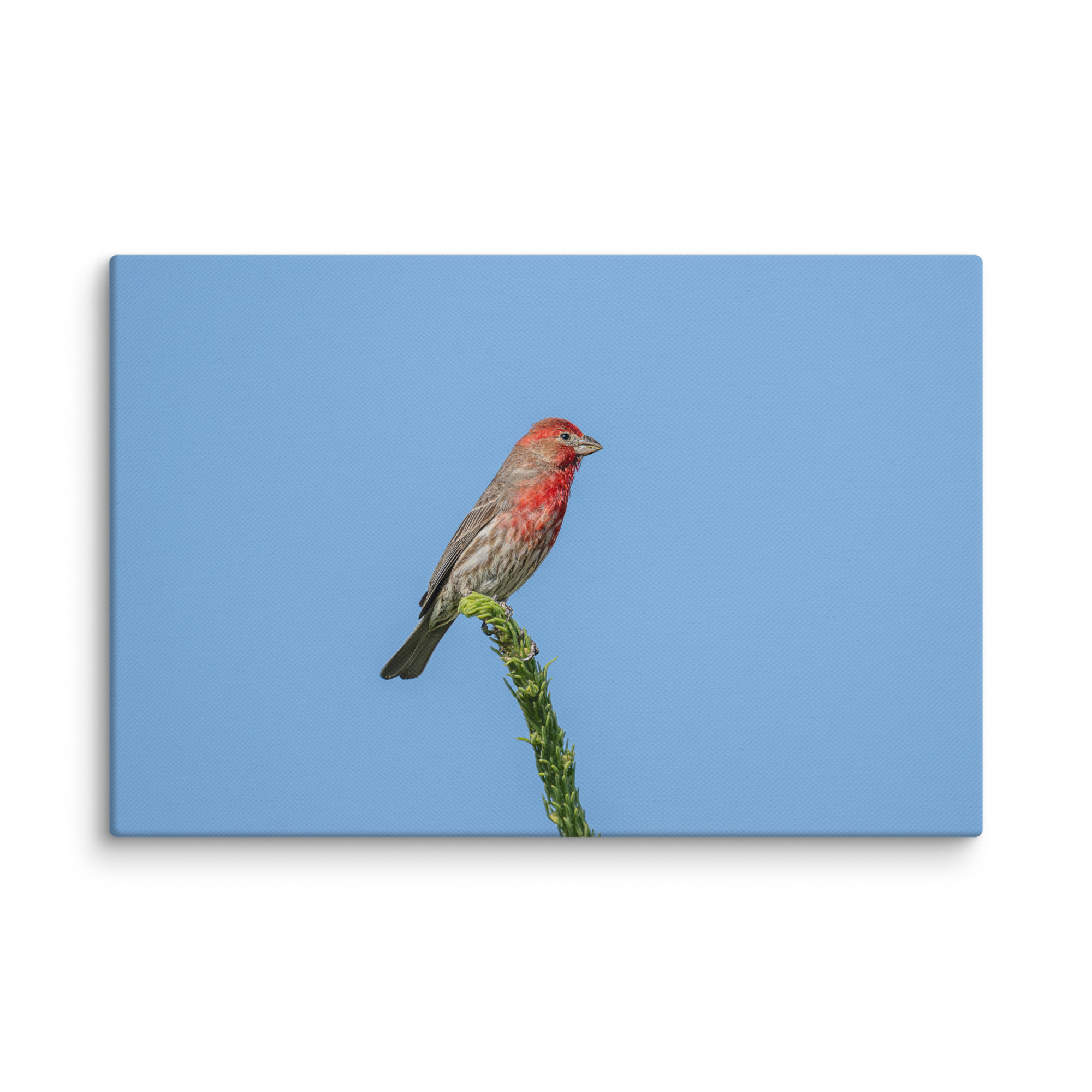 Male House Finch! Canvas - Image 13