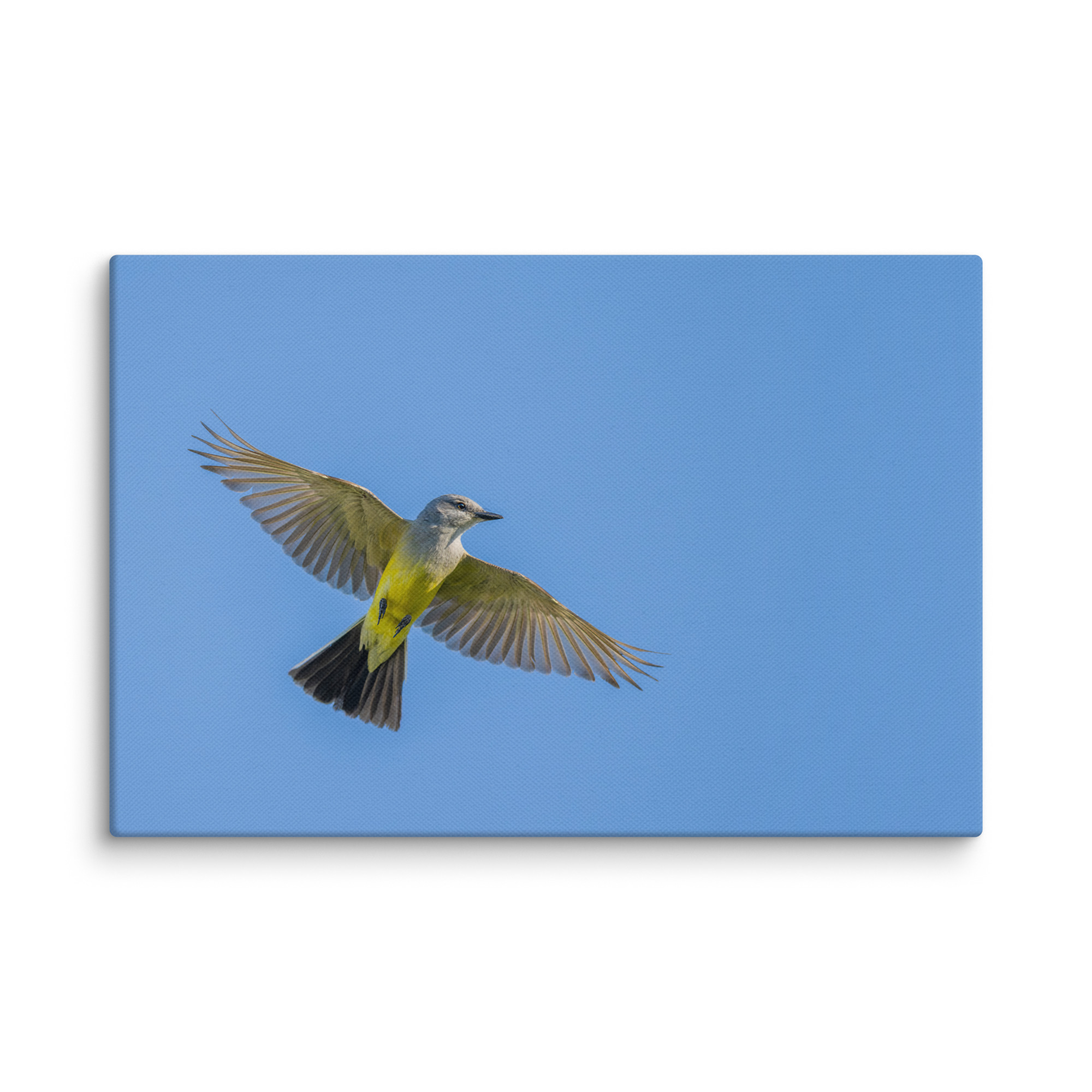 Western kingbird in flight! Canvas - Image 18