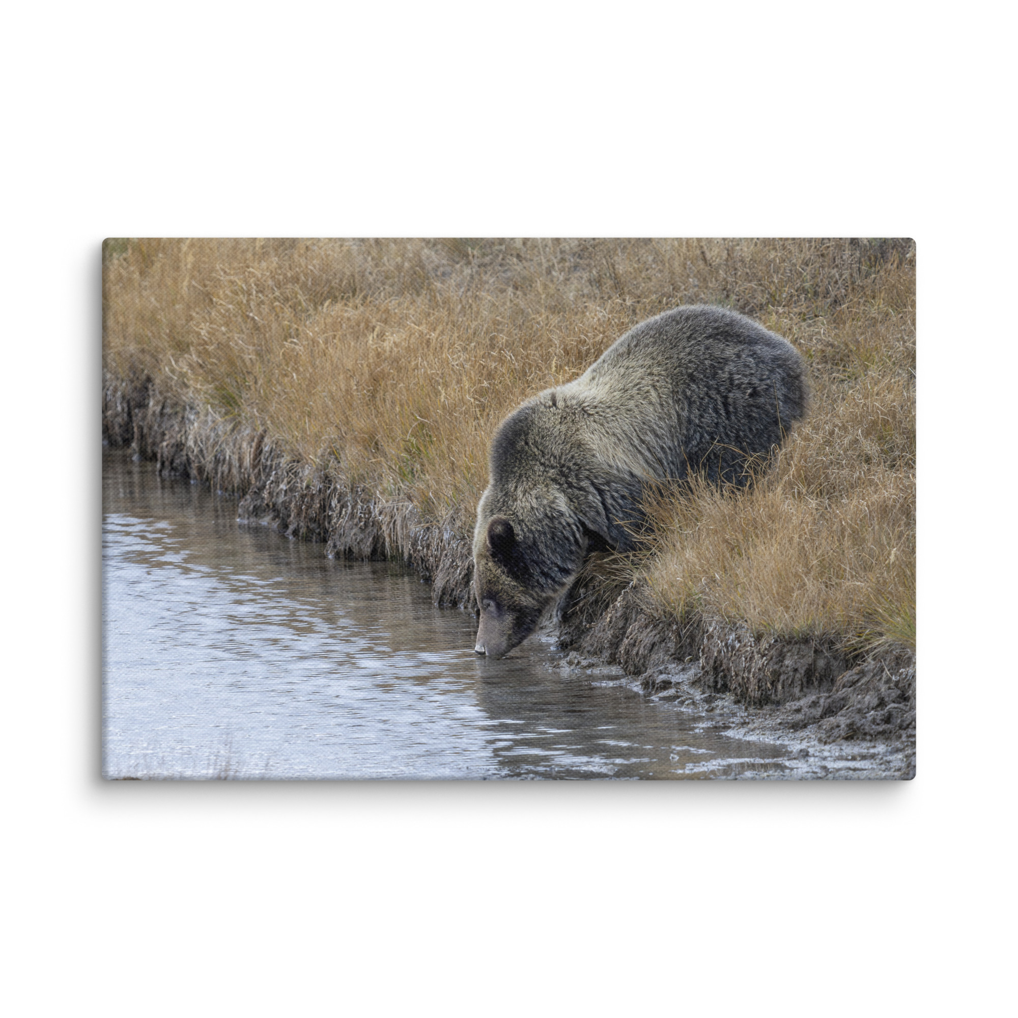 Grizzly bear quenching thirst! Canvas - Image 9