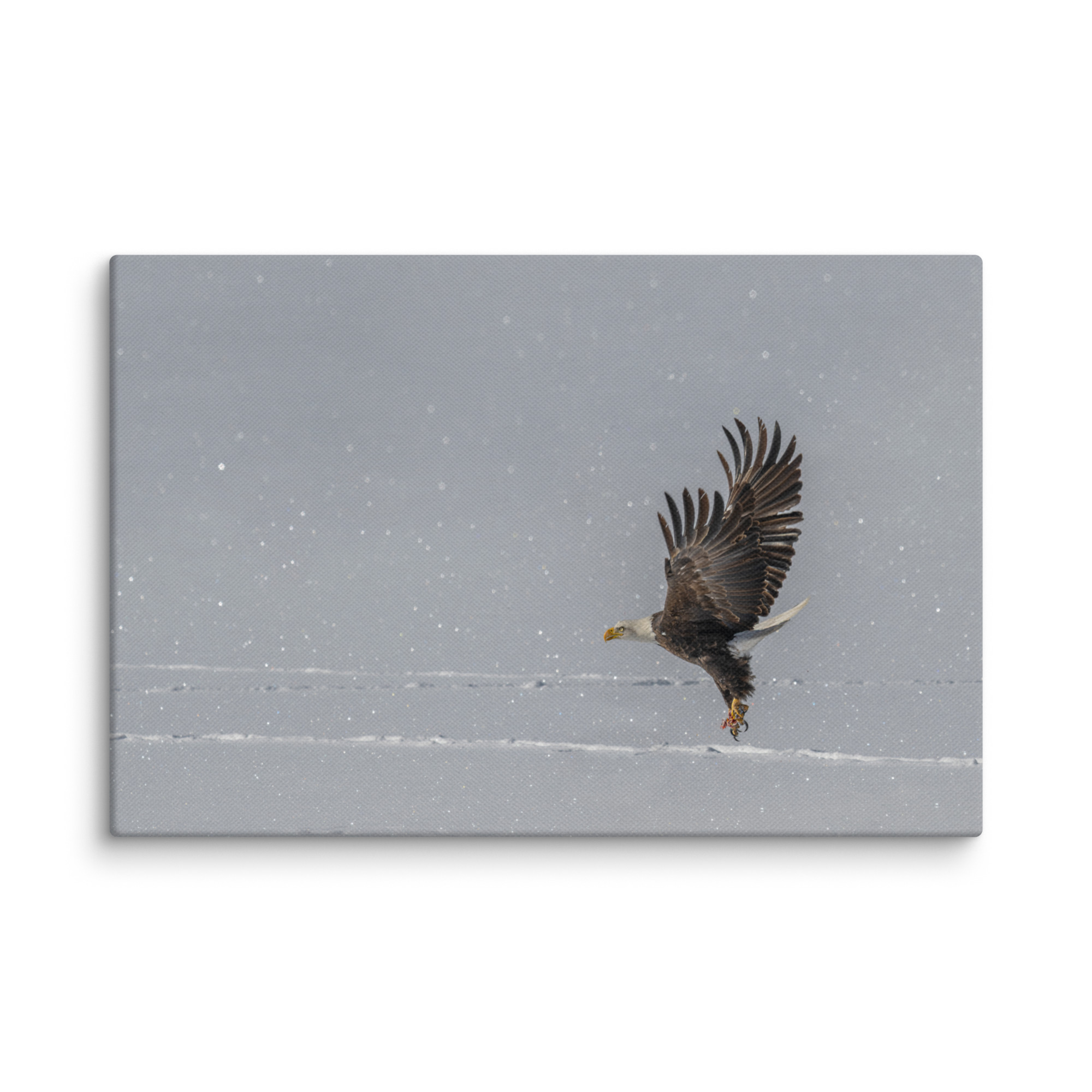 Bald eagle hunting in snow! Canvas - Image 10