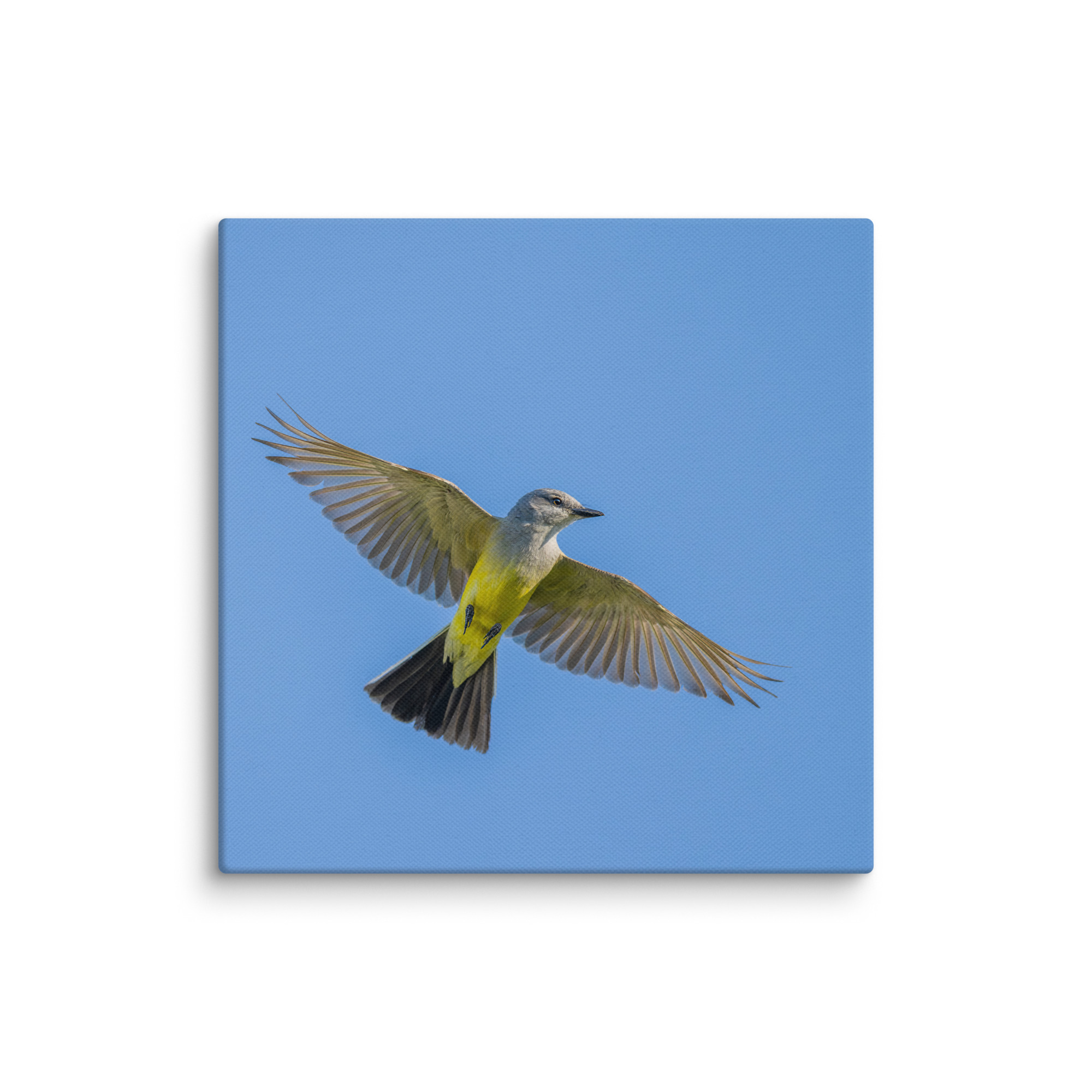 Western kingbird in flight! Canvas - Image 19
