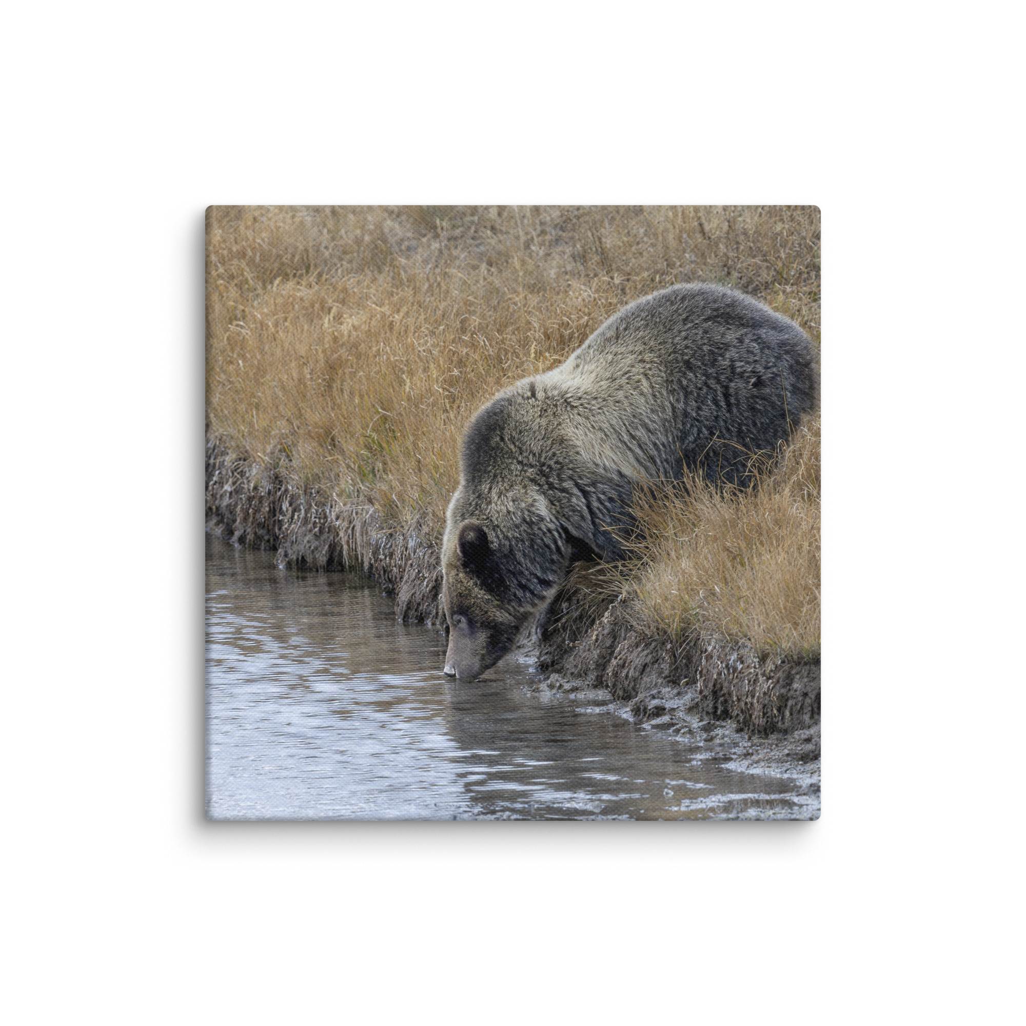 Grizzly bear quenching thirst! Canvas - Image 10