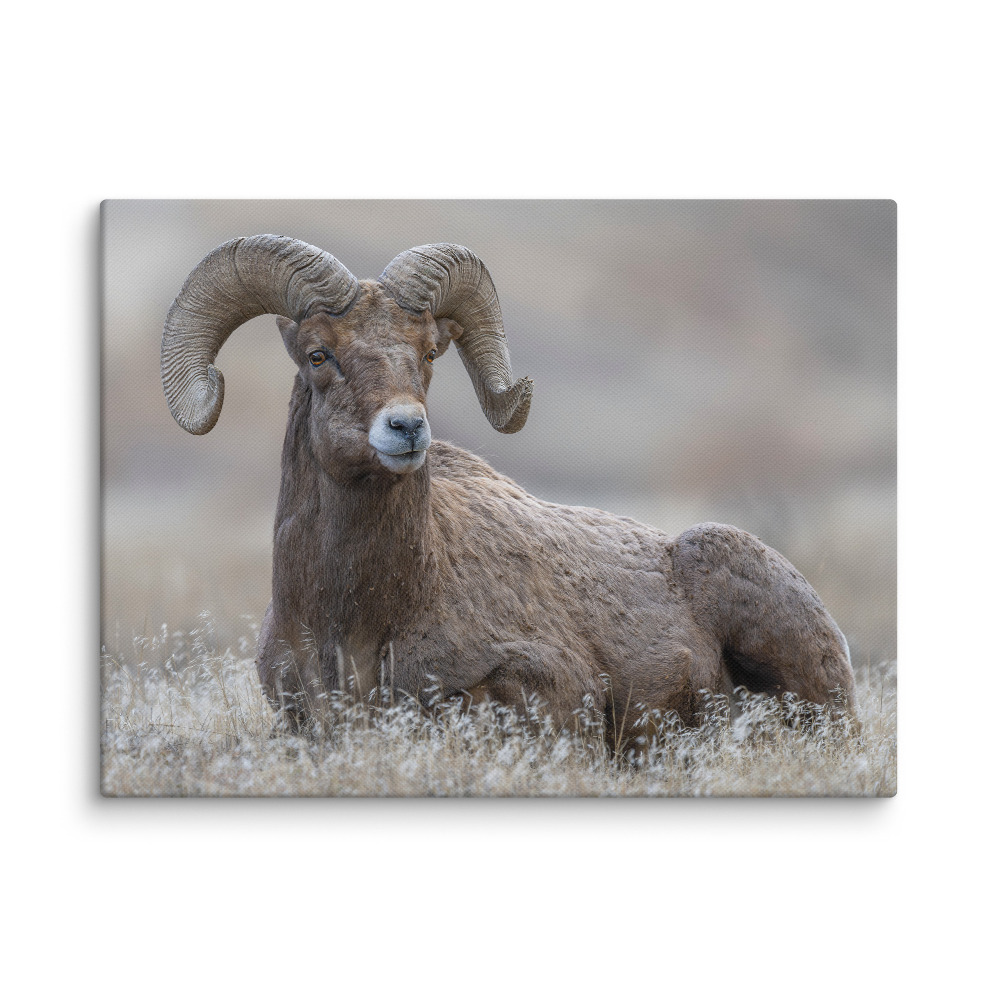 Monarch of Montana Meadows! Canvas - Image 18