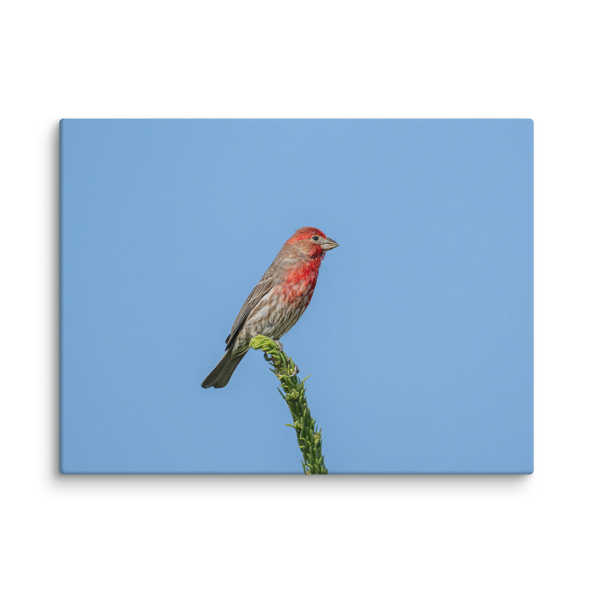 Male House Finch! Canvas - Image 14