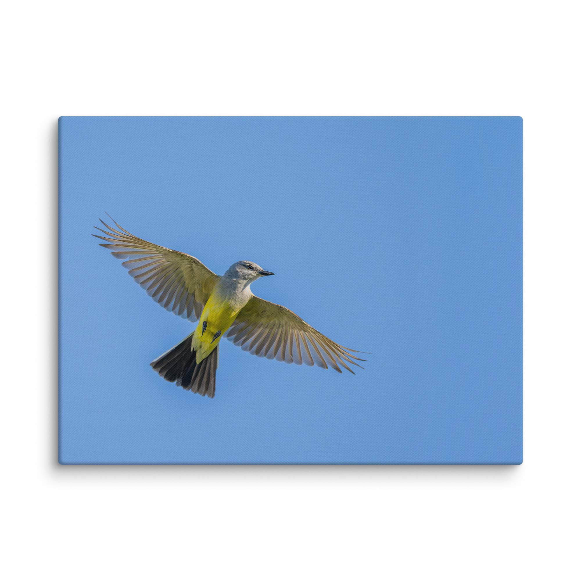 Western kingbird in flight! Canvas - Image 20