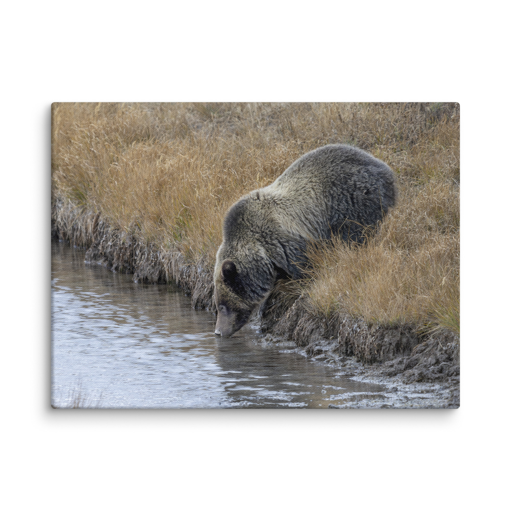 Grizzly bear quenching thirst! Canvas - Image 11