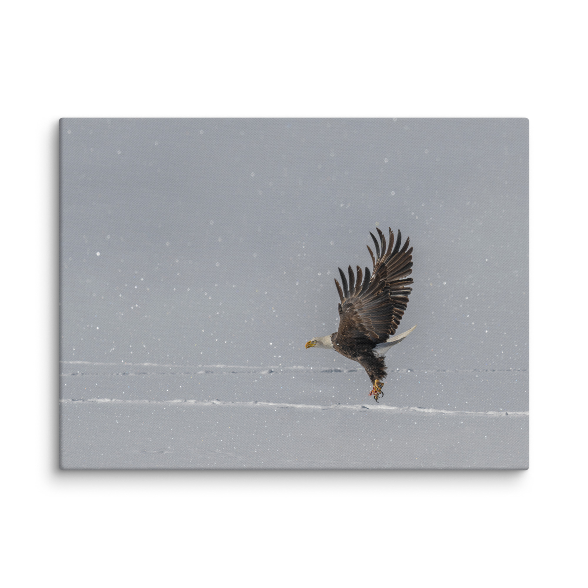 Bald eagle hunting in snow! Canvas - Image 12
