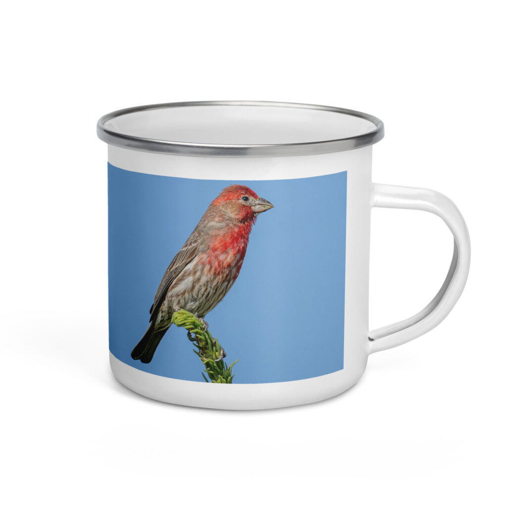 Male House Finch! Enamel Mug