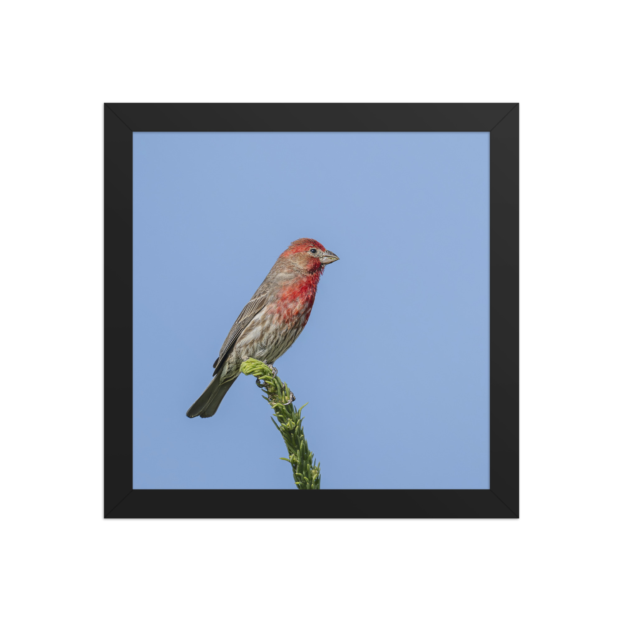 Male House Finch! Framed poster - Image 3