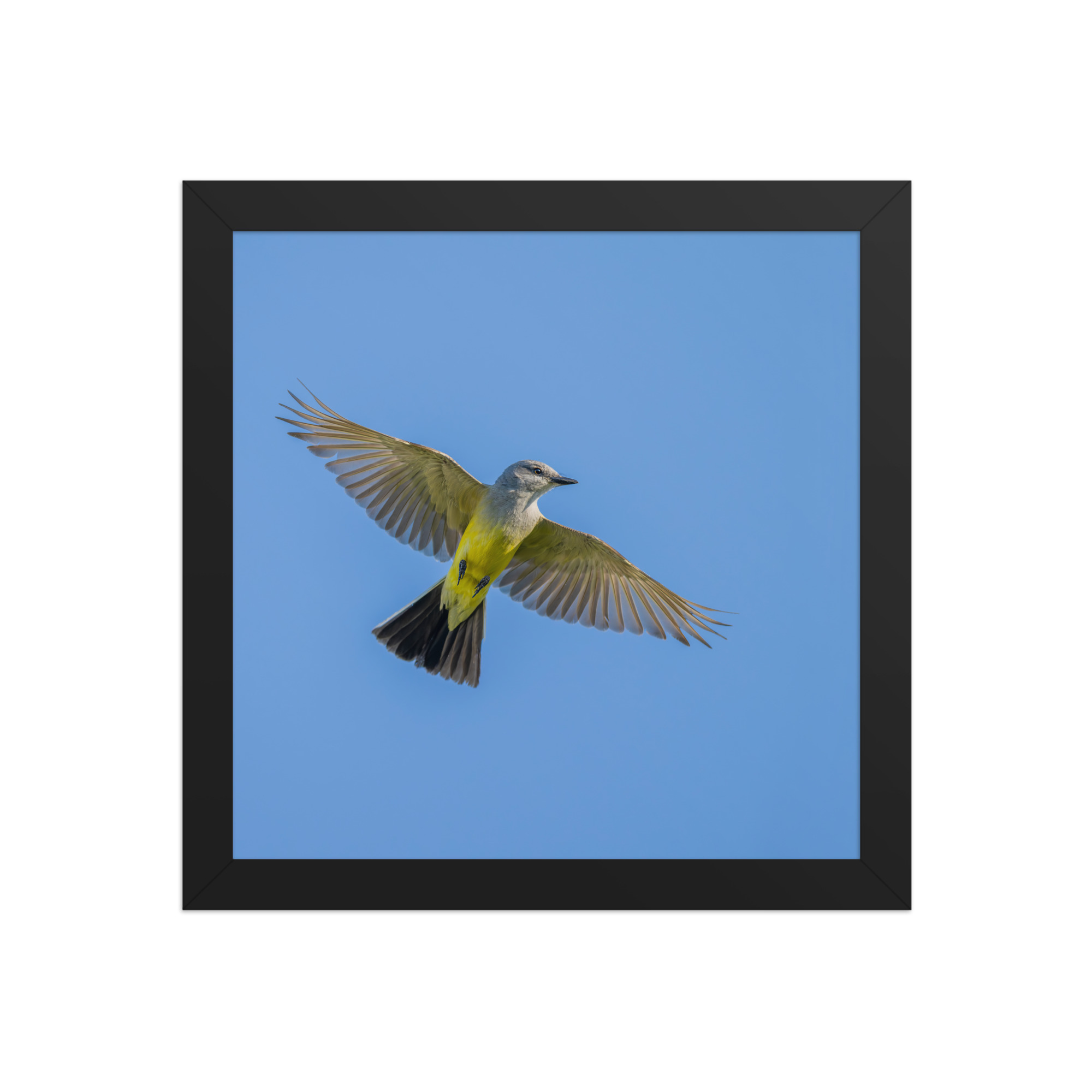 Western kingbird in flight! Framed poster - Image 3