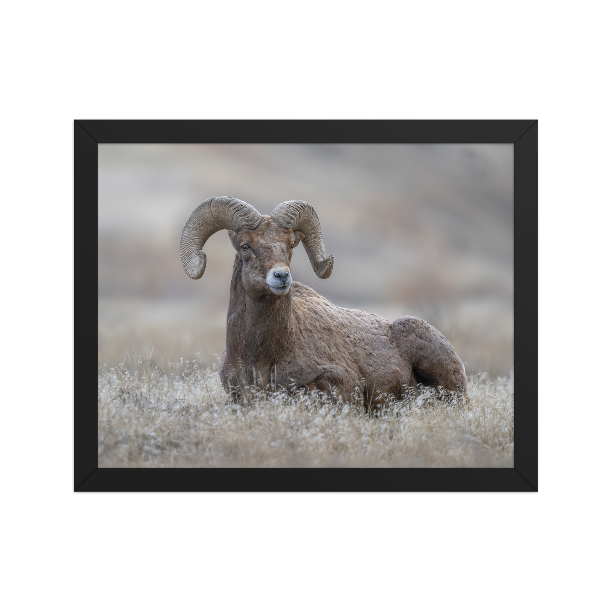 Monarch of Montana Meadows! Framed poster - Image 3