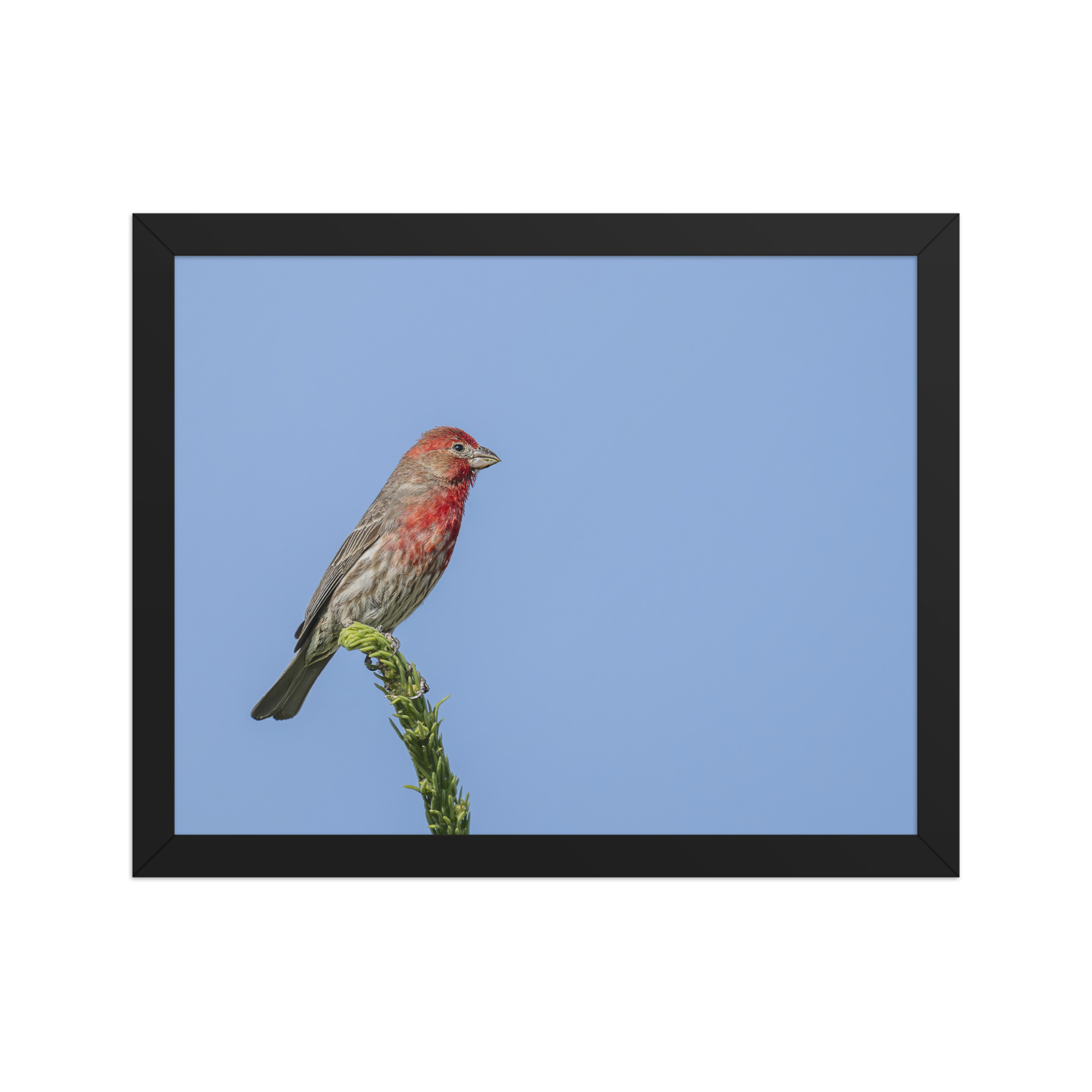 Male House Finch! Framed poster - Image 4