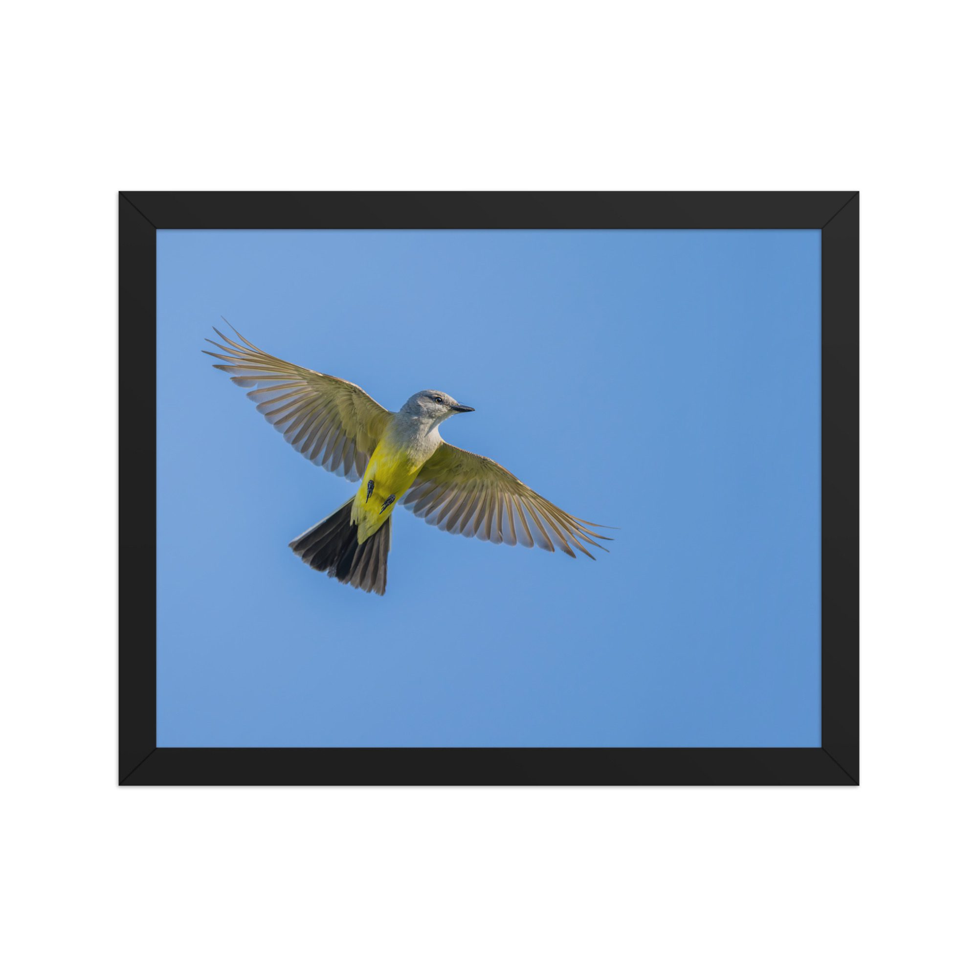 Western kingbird in flight! Framed poster - Image 4