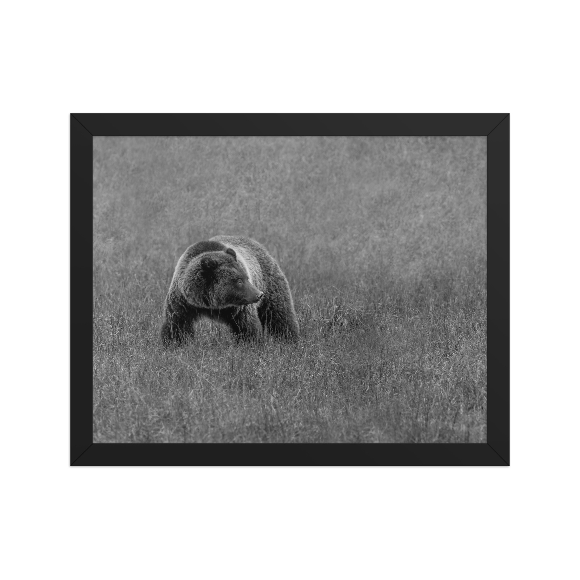 Grizzley bear on Alert! Framed poster - Image 4