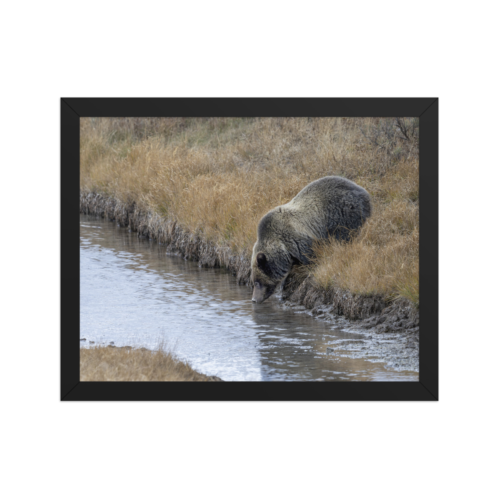 Grizzly bear quenching thirst! Framed poster - Image 4