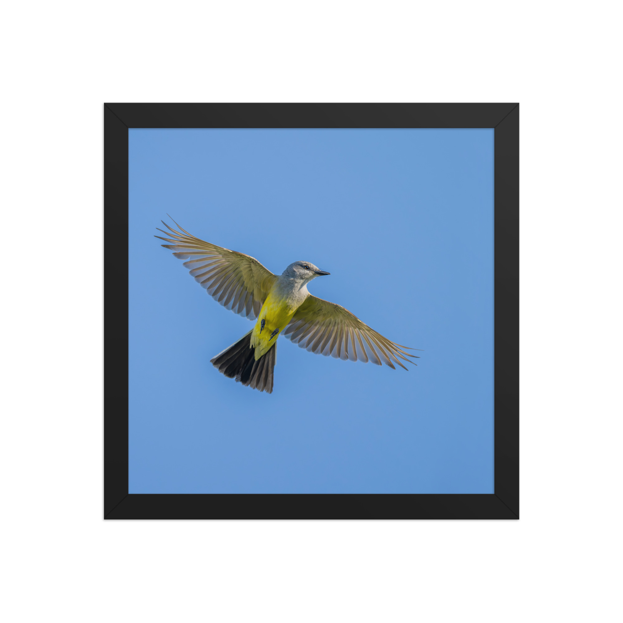 Western kingbird in flight! Framed poster - Image 5