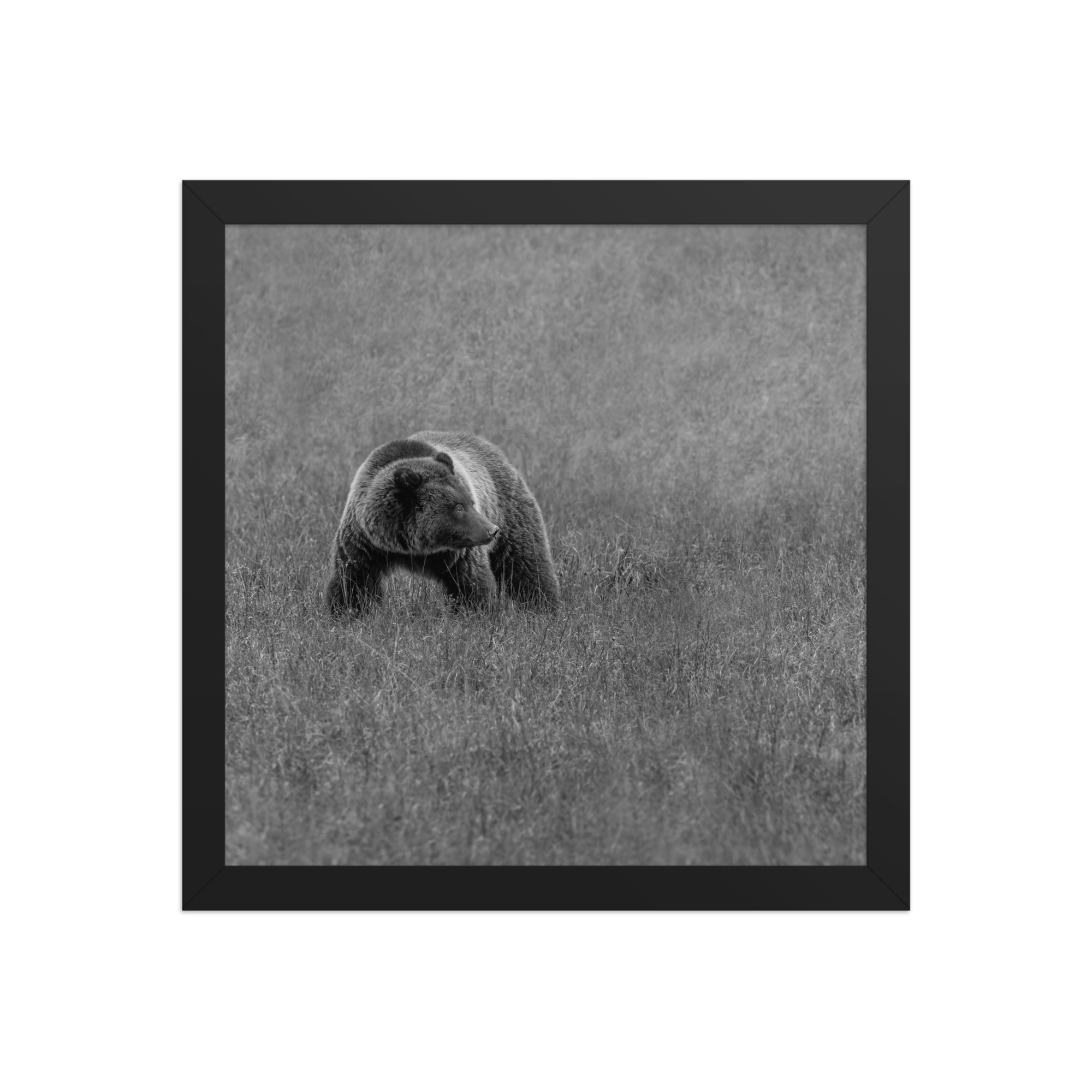 Grizzley bear on Alert! Framed poster - Image 5