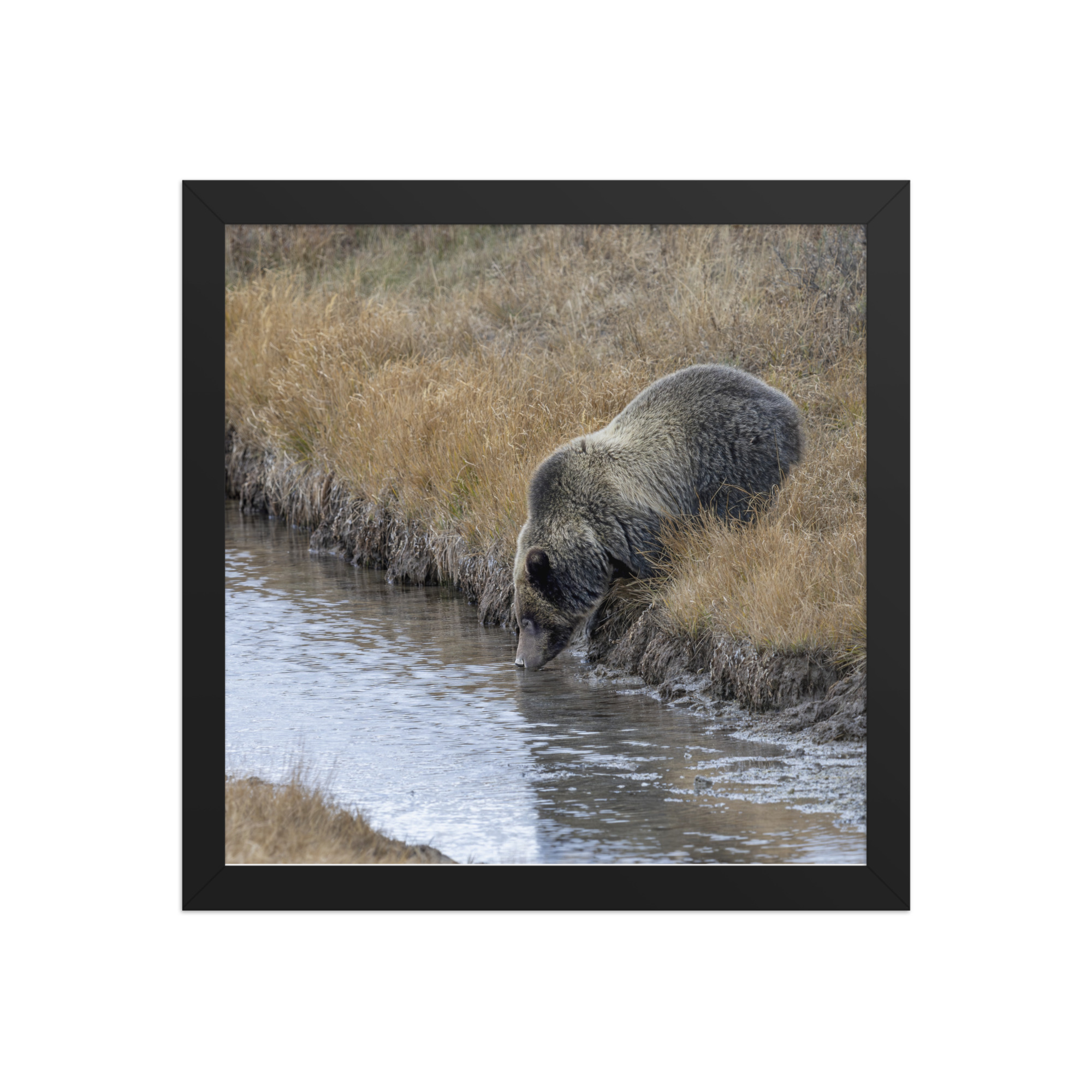 Grizzly bear quenching thirst! Framed poster - Image 5