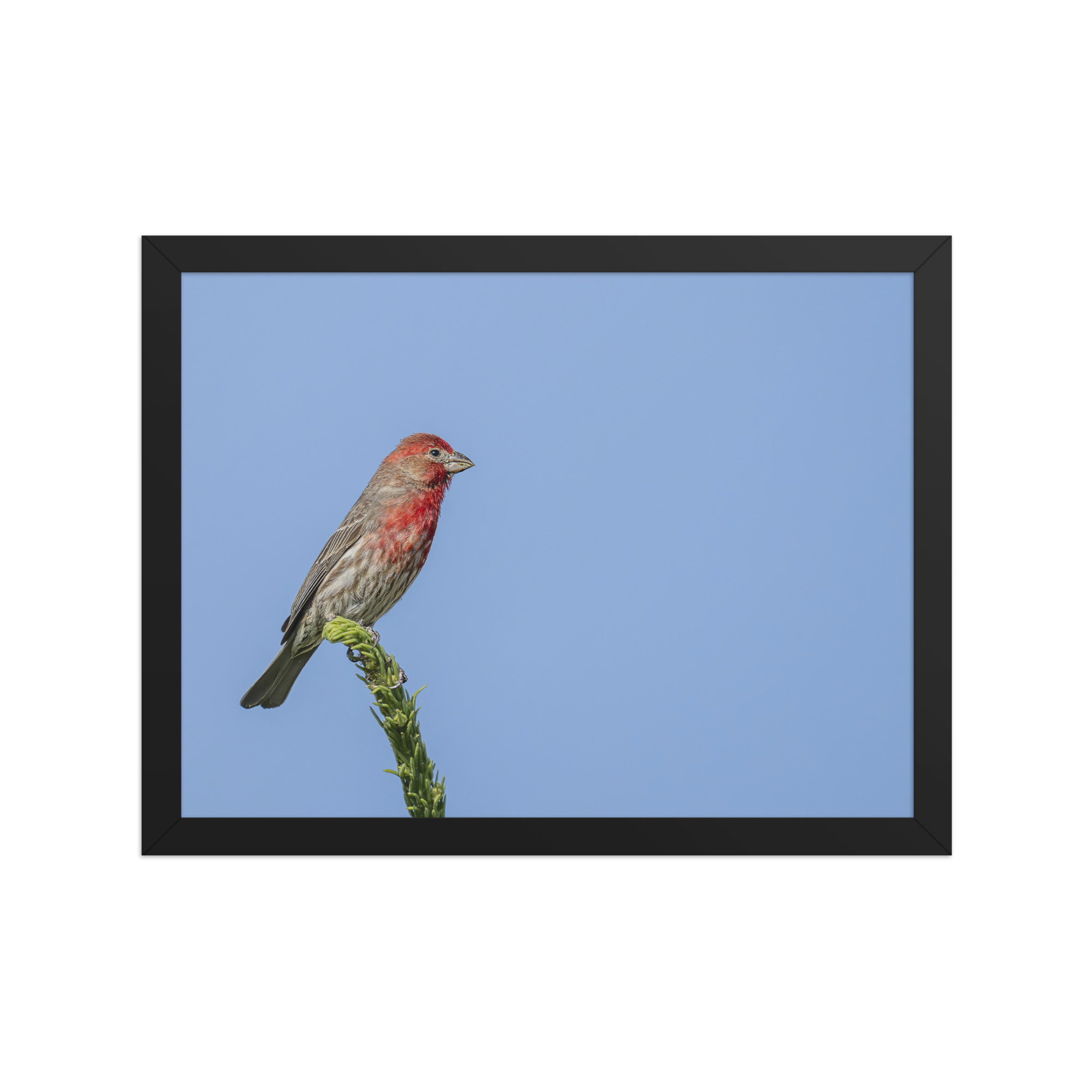 Male House Finch! Framed poster - Image 6