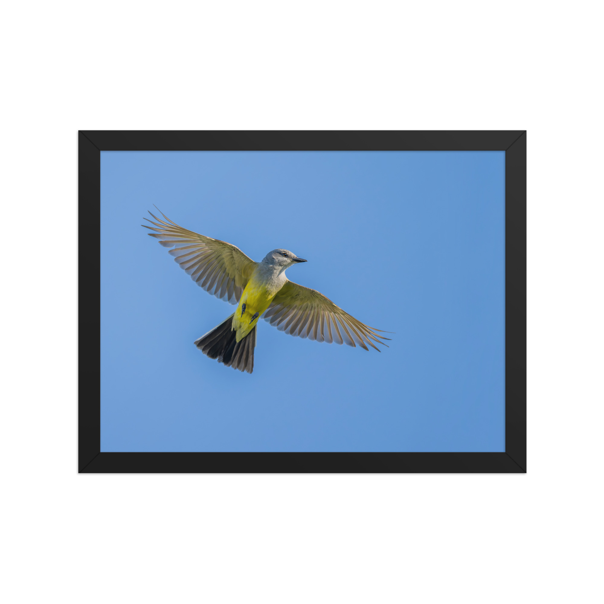 Western kingbird in flight! Framed poster - Image 6
