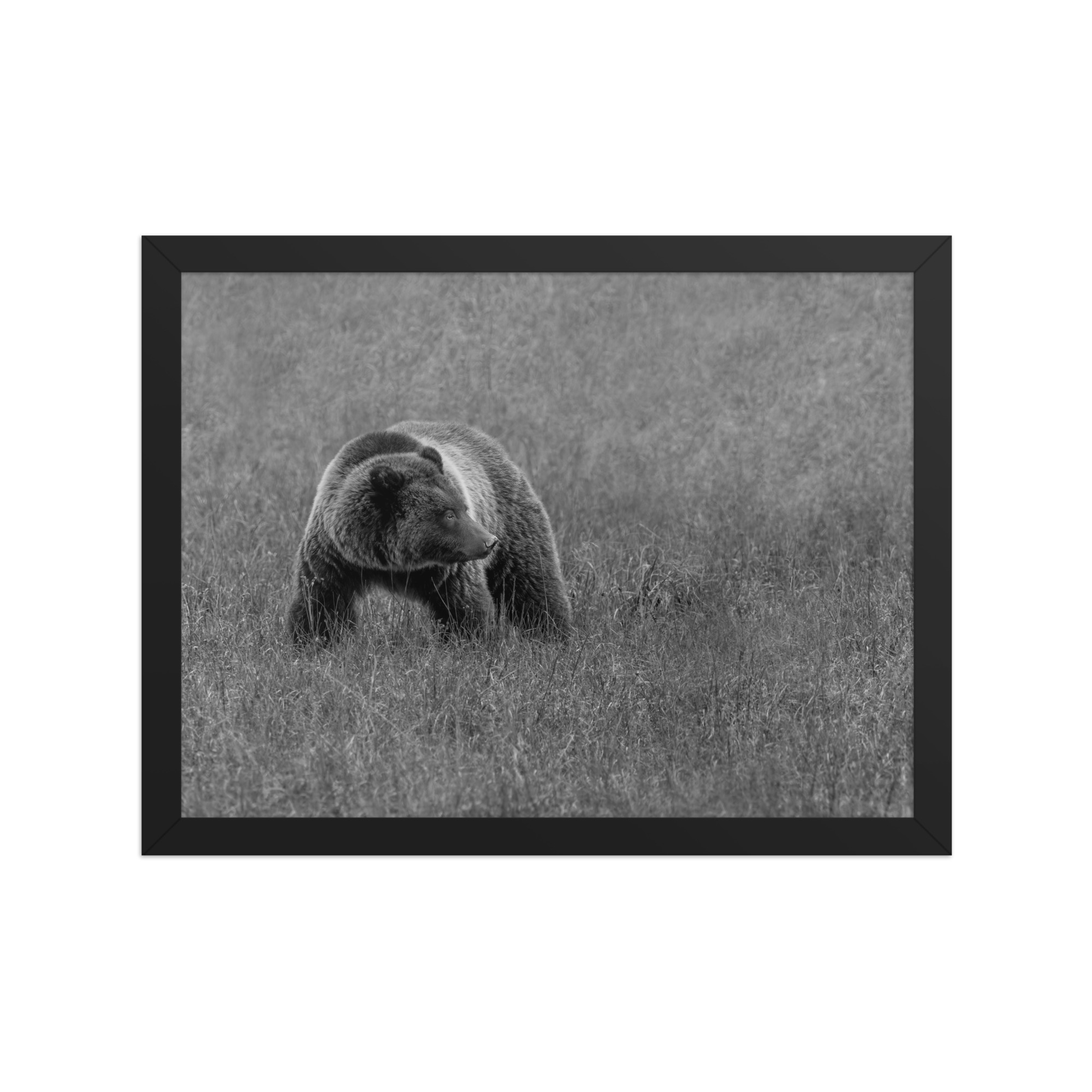 Grizzley bear on Alert! Framed poster - Image 6