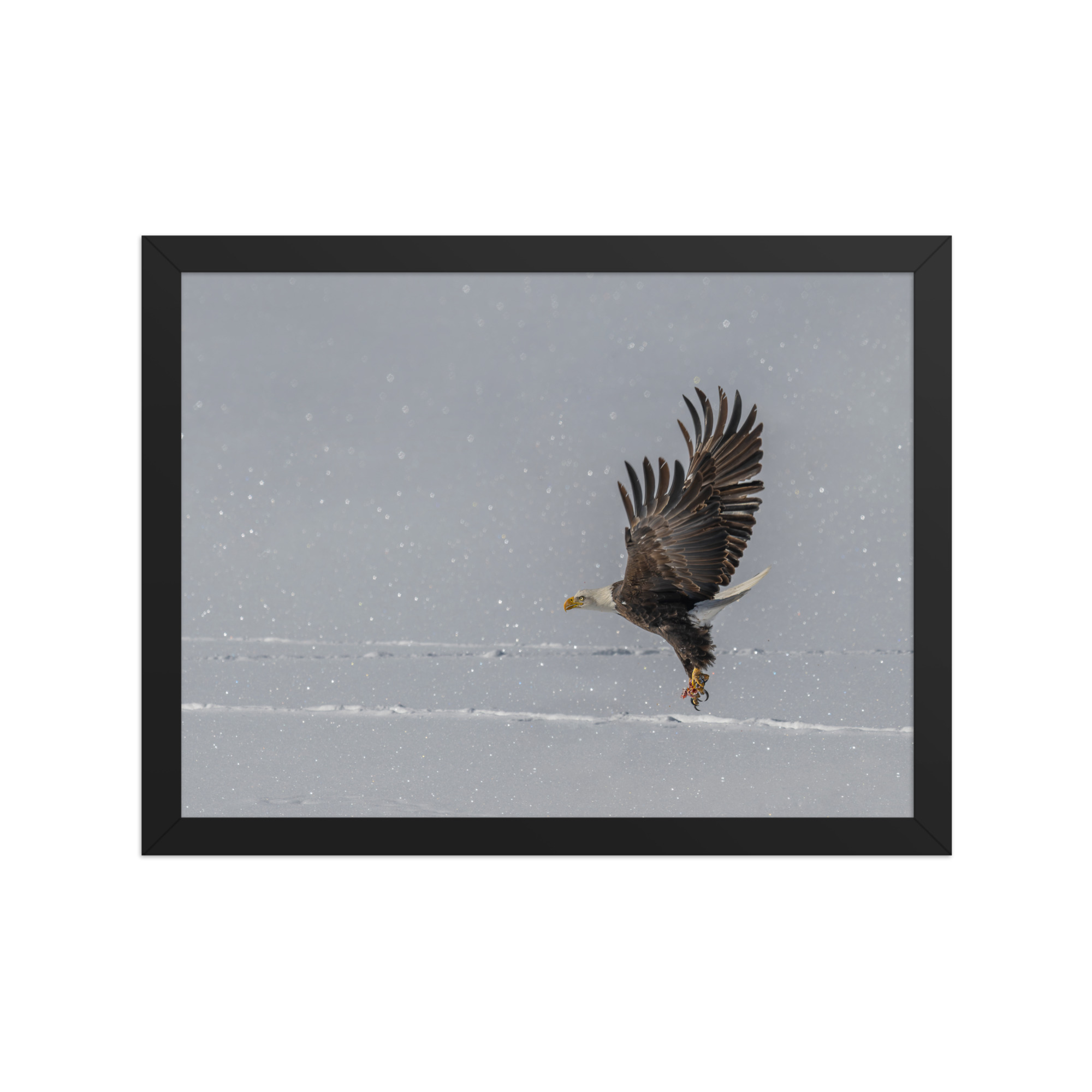 Bald eagle hunting in snow! Framed poster - Image 6