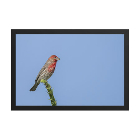 Male House Finch! Framed poster