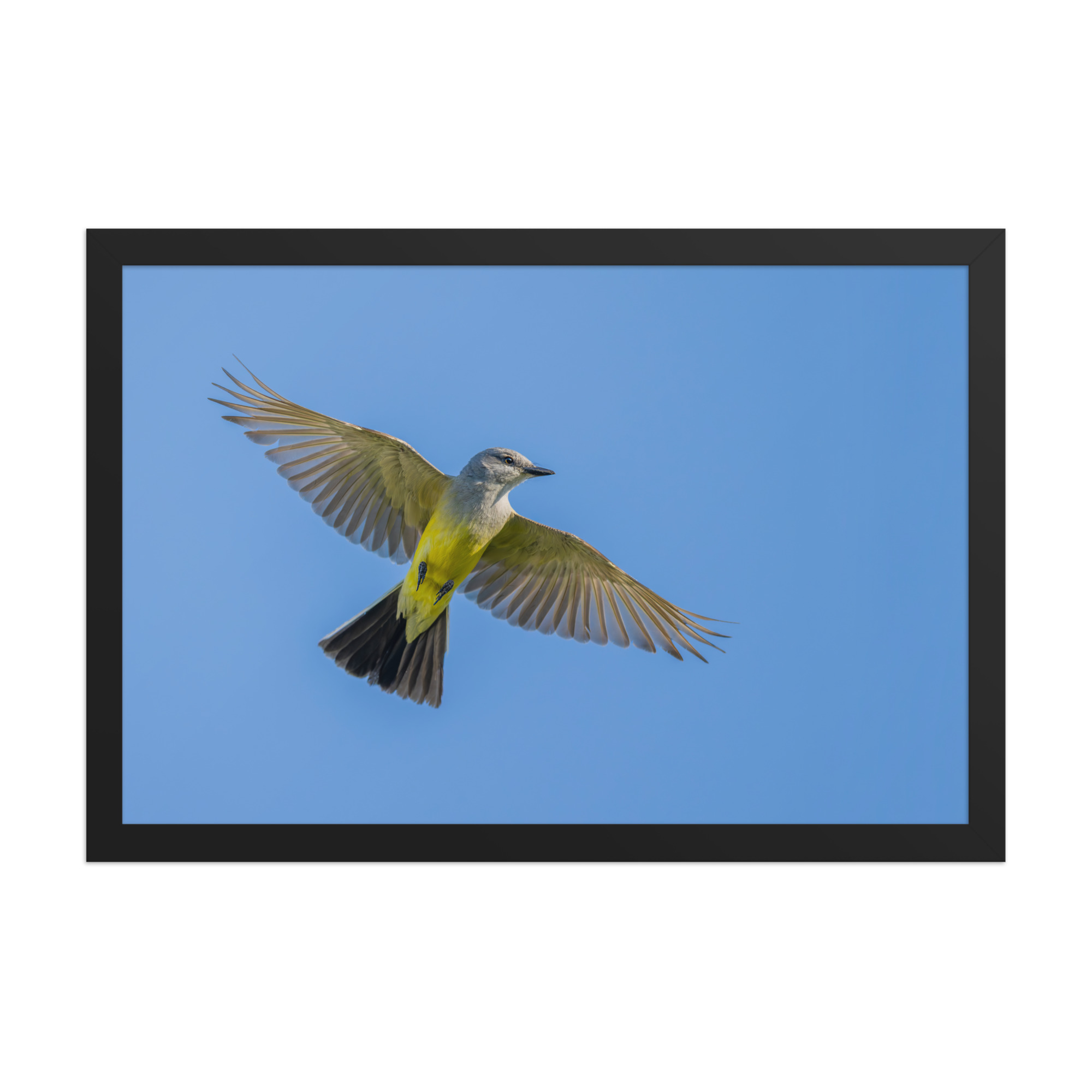 Western kingbird in flight! Framed poster - Image 7