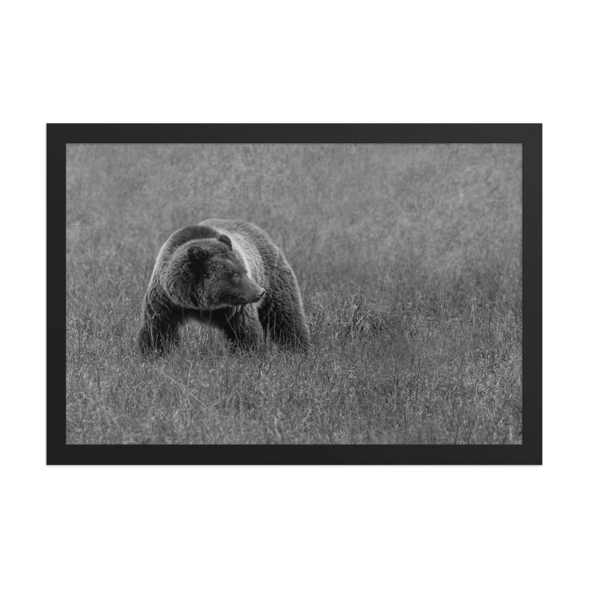 Grizzley bear on Alert! Framed poster - Image 7