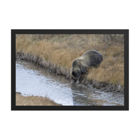 Grizzly bear quenching thirst! Framed poster