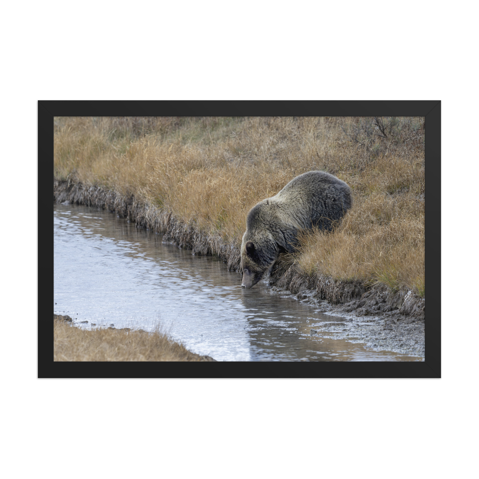 Grizzly bear quenching thirst! Framed poster