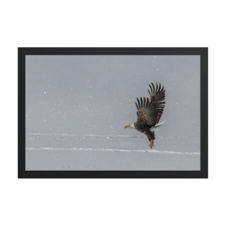 Bald eagle hunting in snow! Framed poster