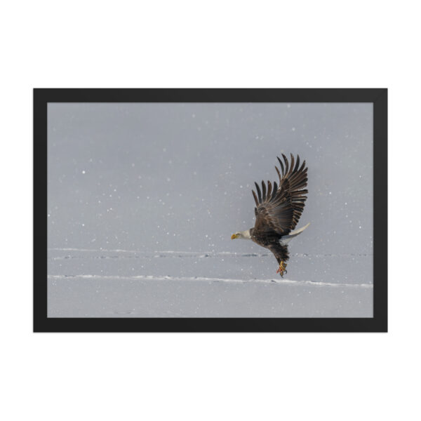Bald eagle hunting in snow! Framed poster