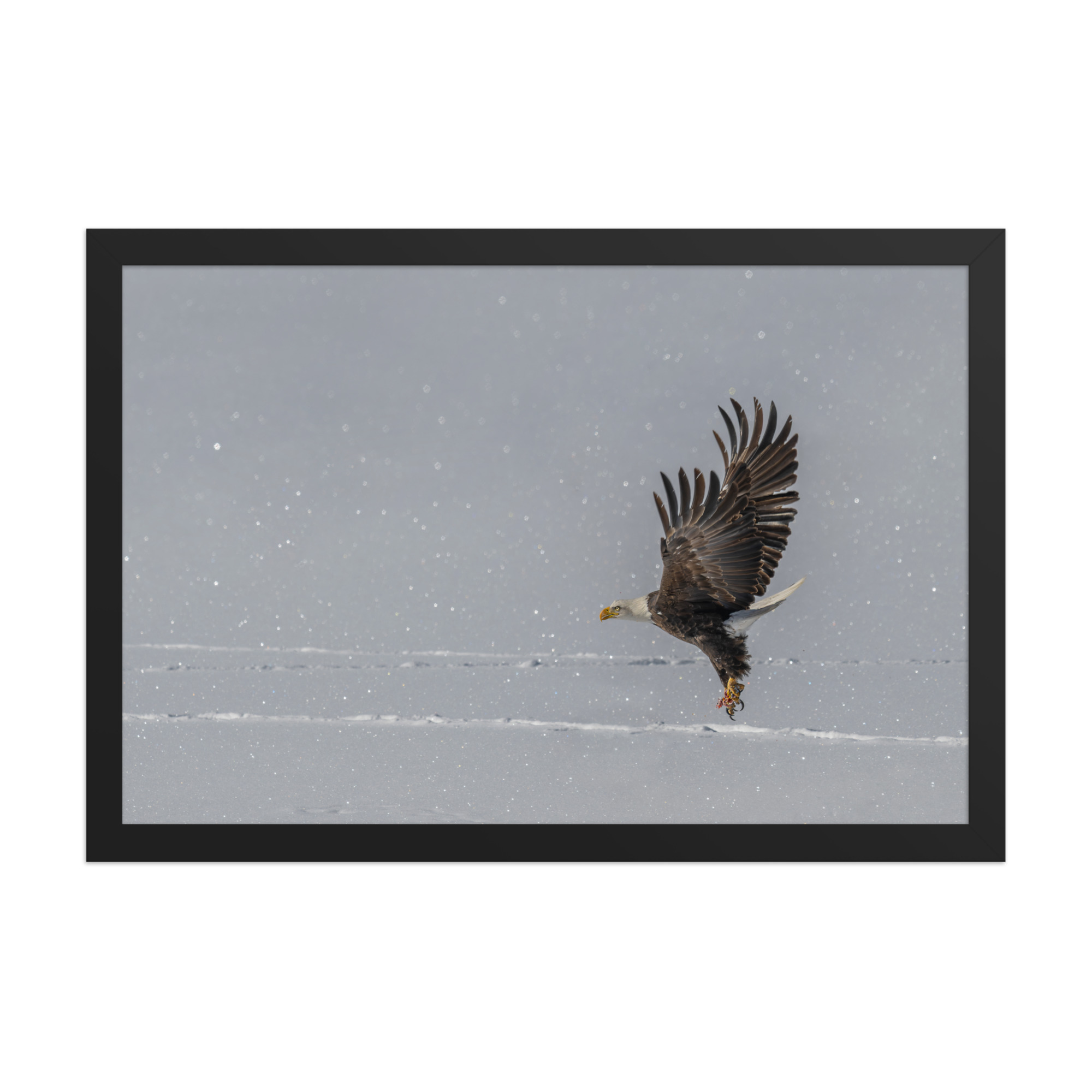 Bald eagle hunting in snow! Framed poster