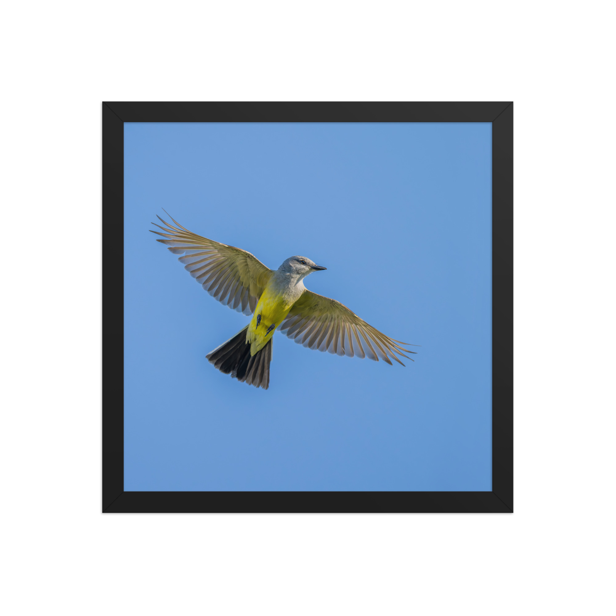 Western kingbird in flight! Framed poster - Image 8