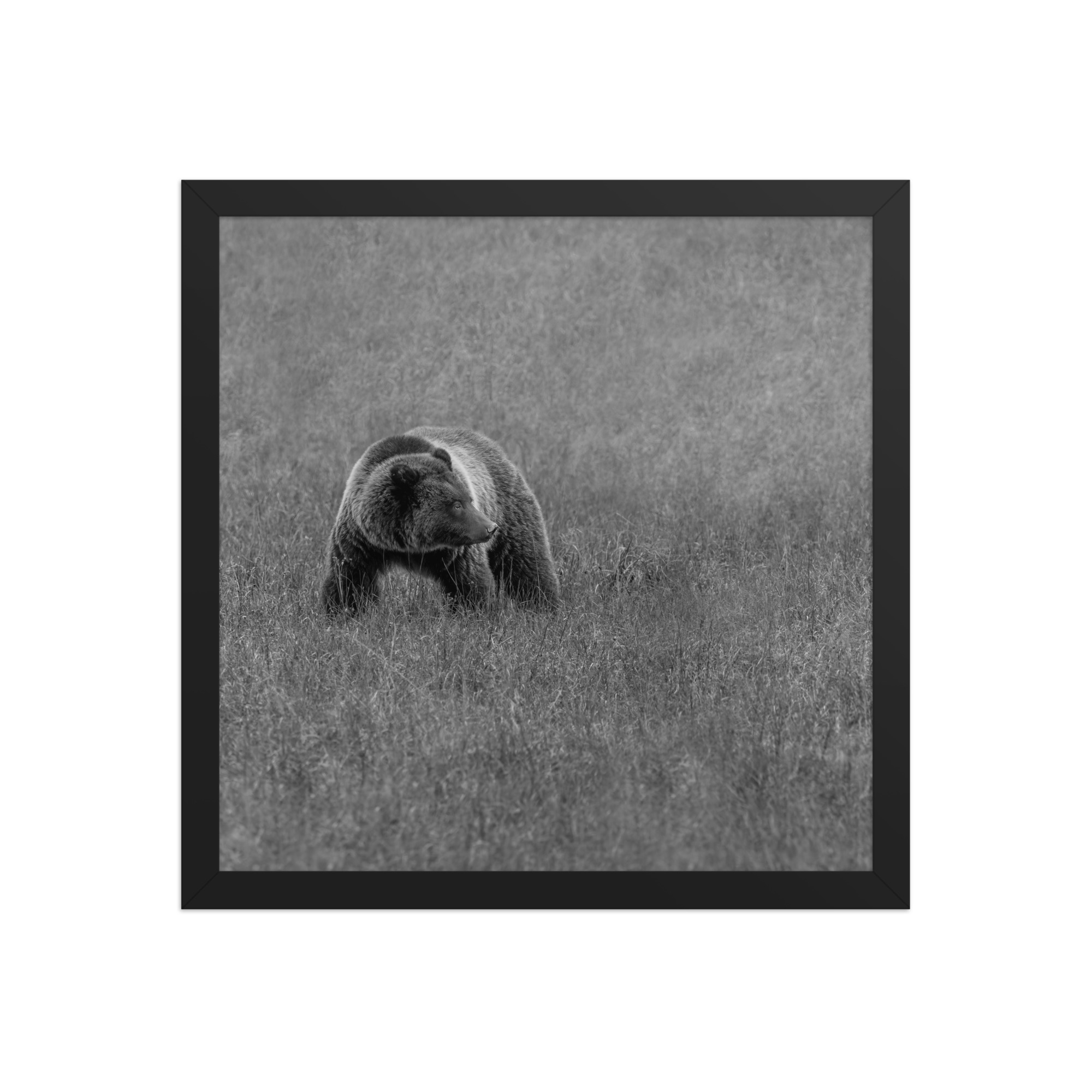 Grizzley bear on Alert! Framed poster - Image 8