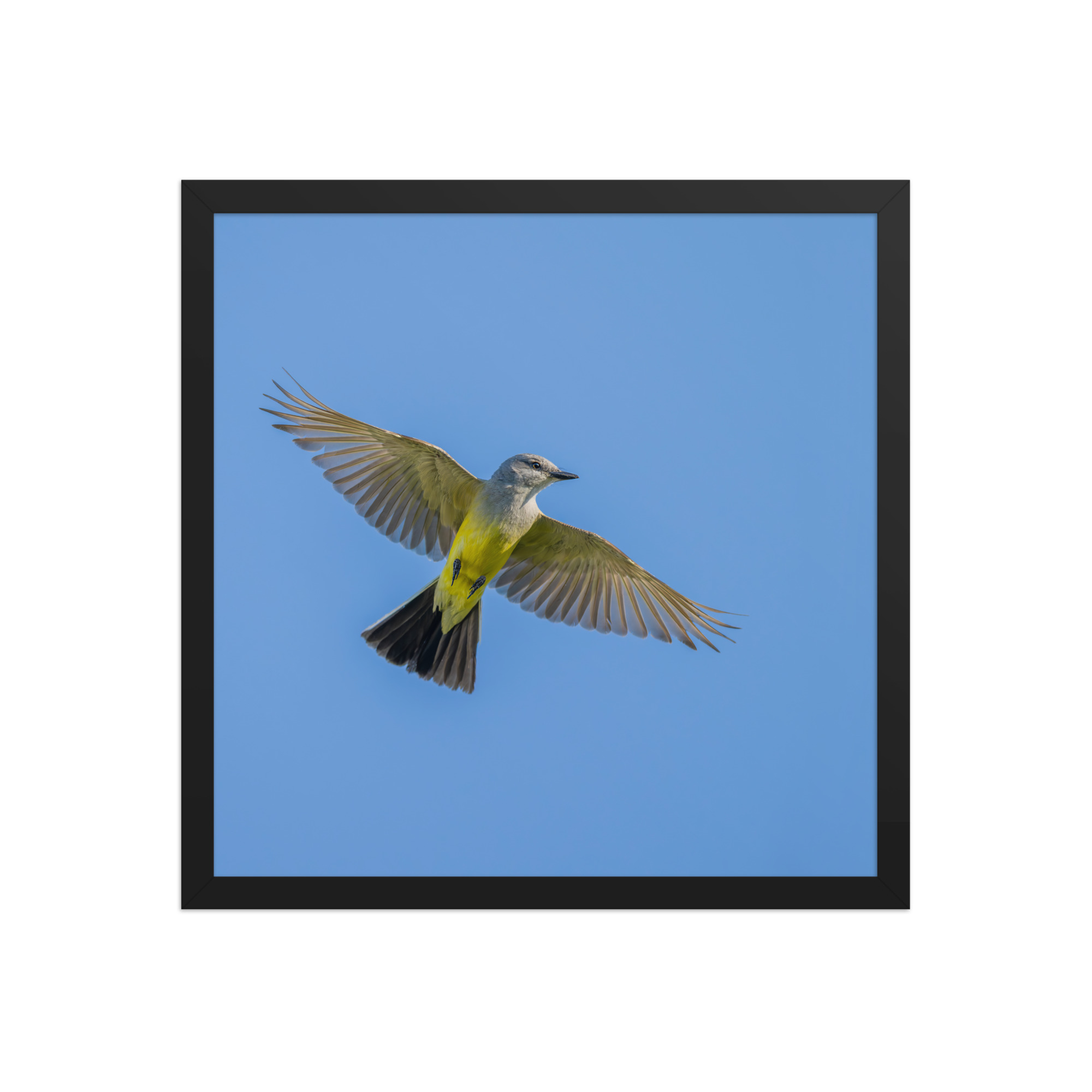 Western kingbird in flight! Framed poster - Image 9