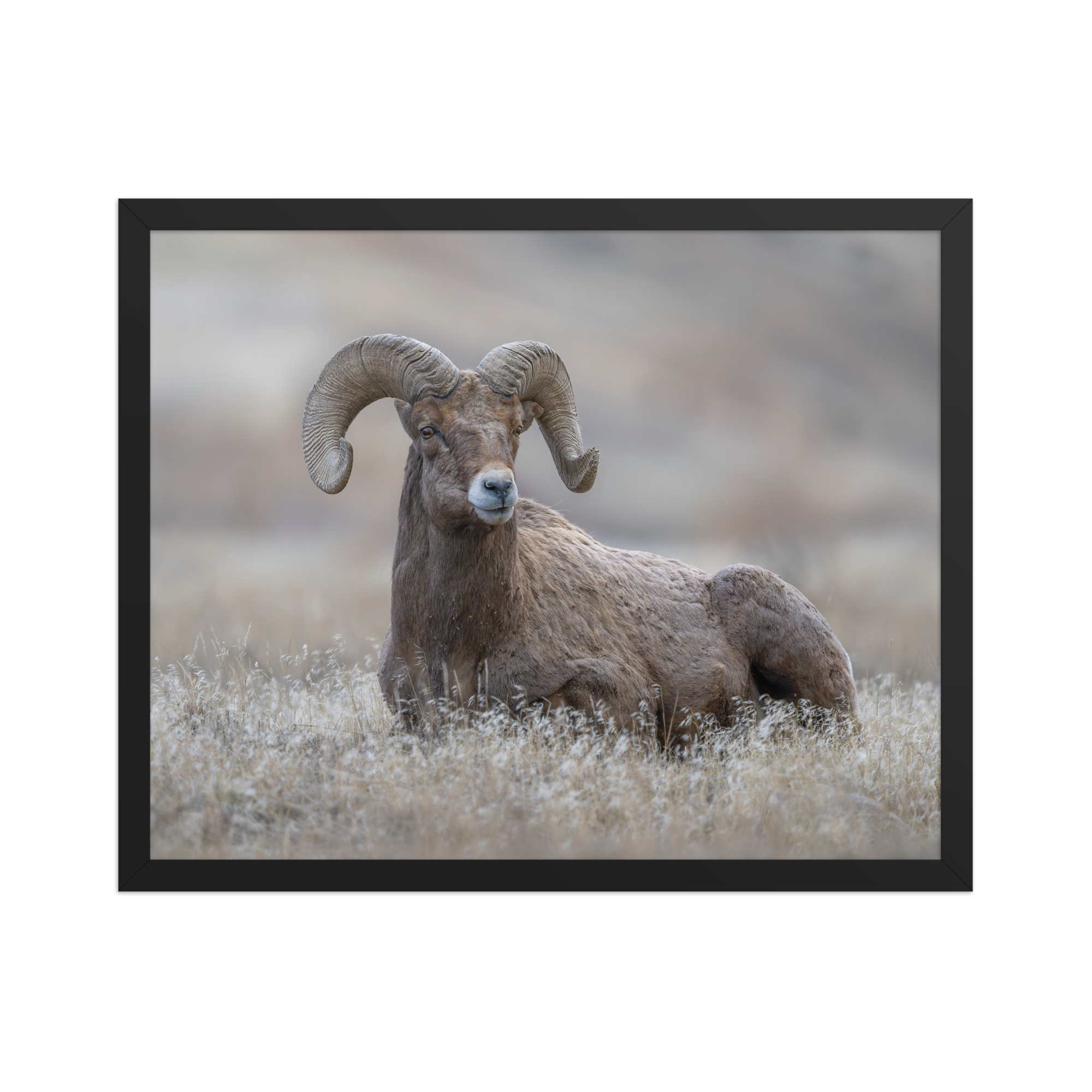 Monarch of Montana Meadows! Framed poster - Image 6