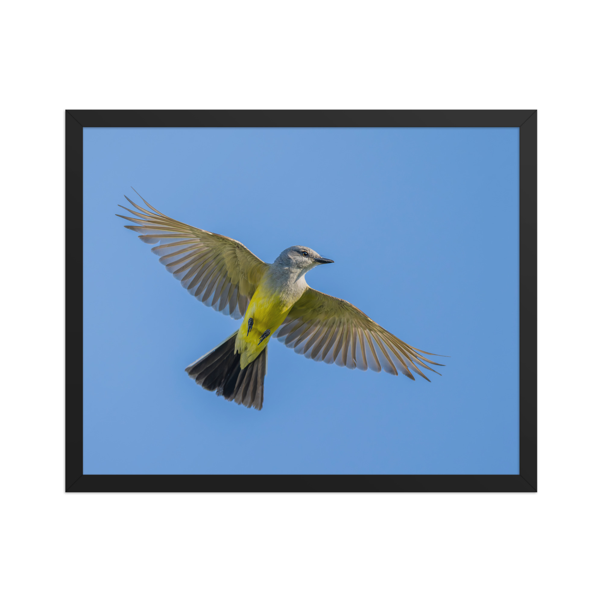 Western kingbird in flight! Framed poster - Image 10