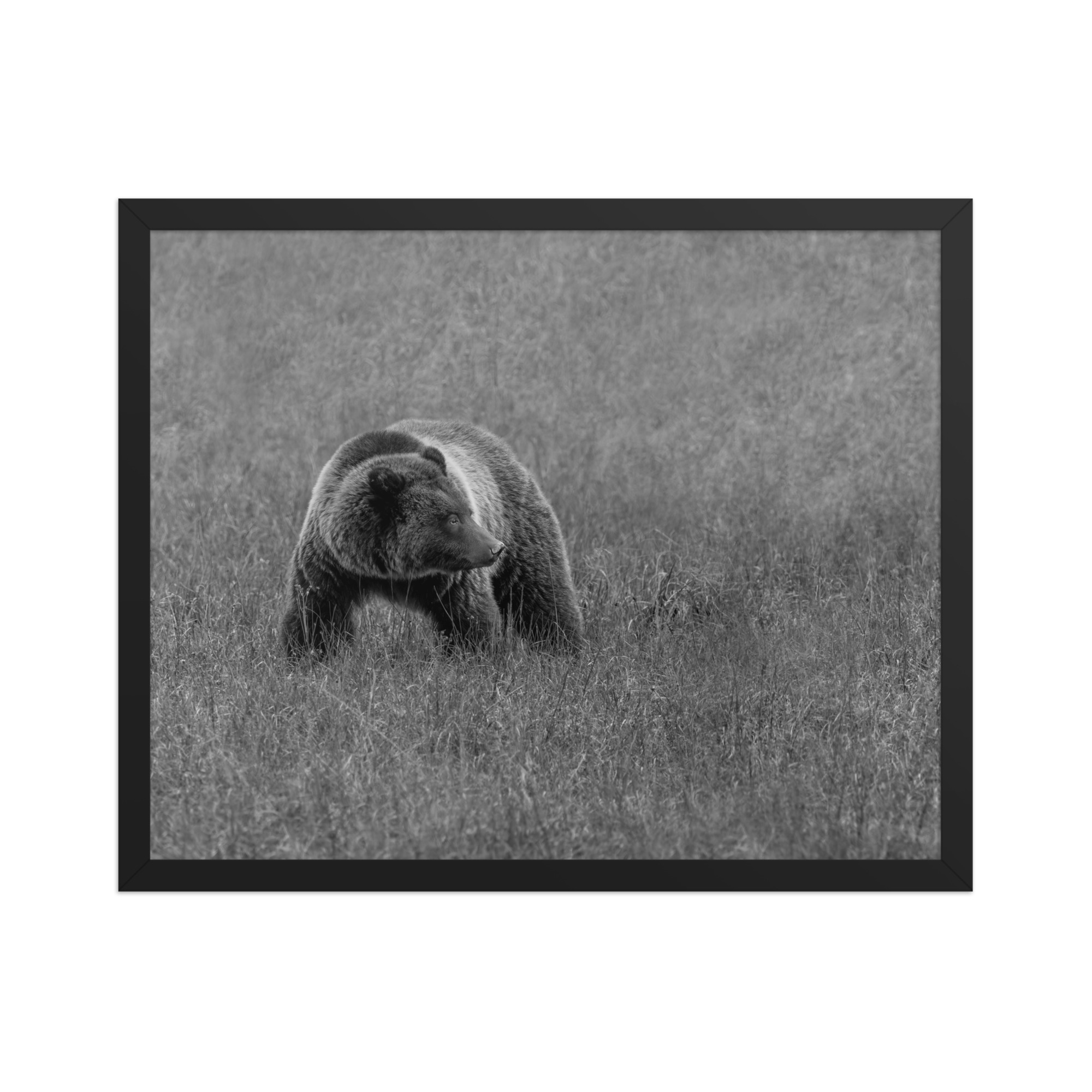Grizzley bear on Alert! Framed poster - Image 10