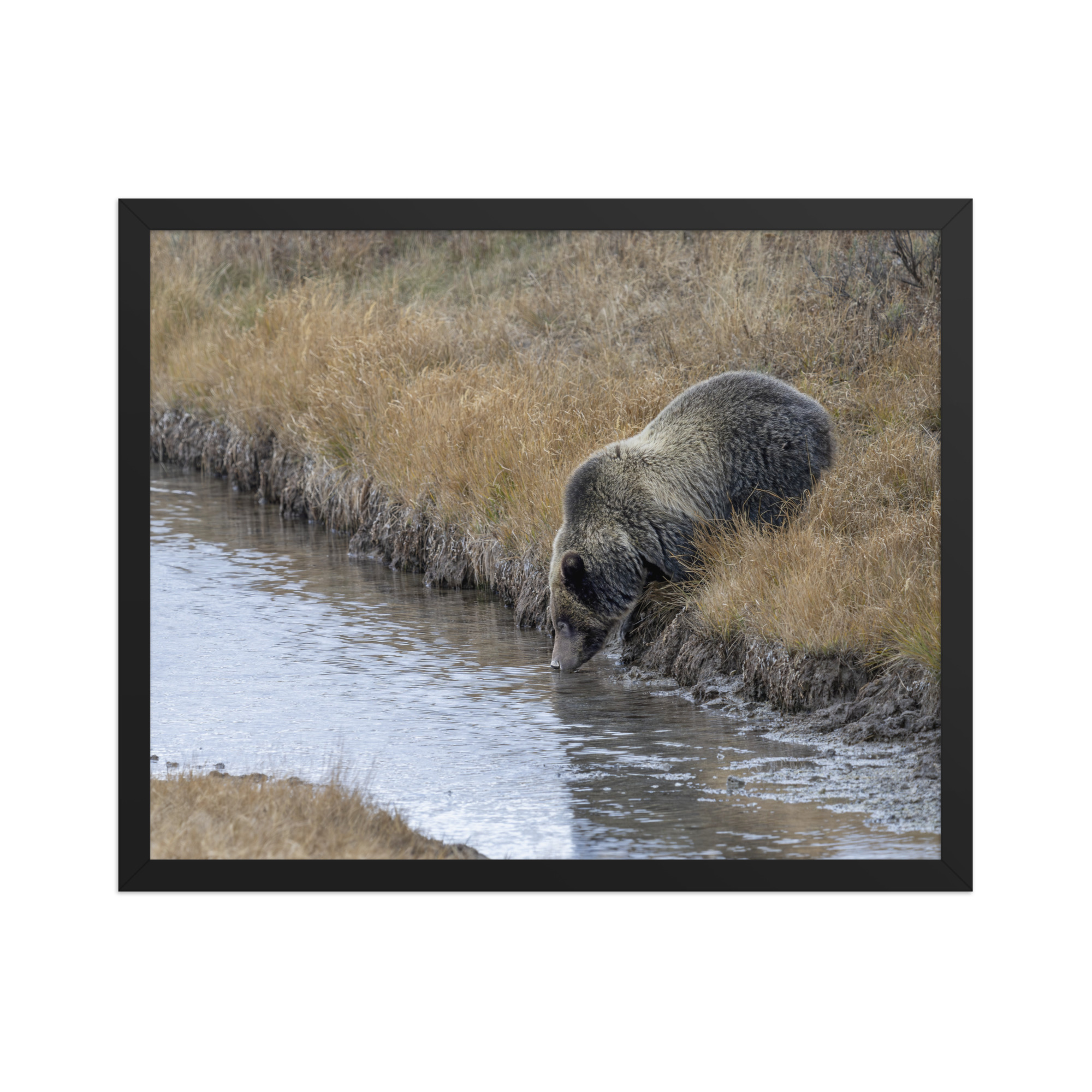 Grizzly bear quenching thirst! Framed poster - Image 9