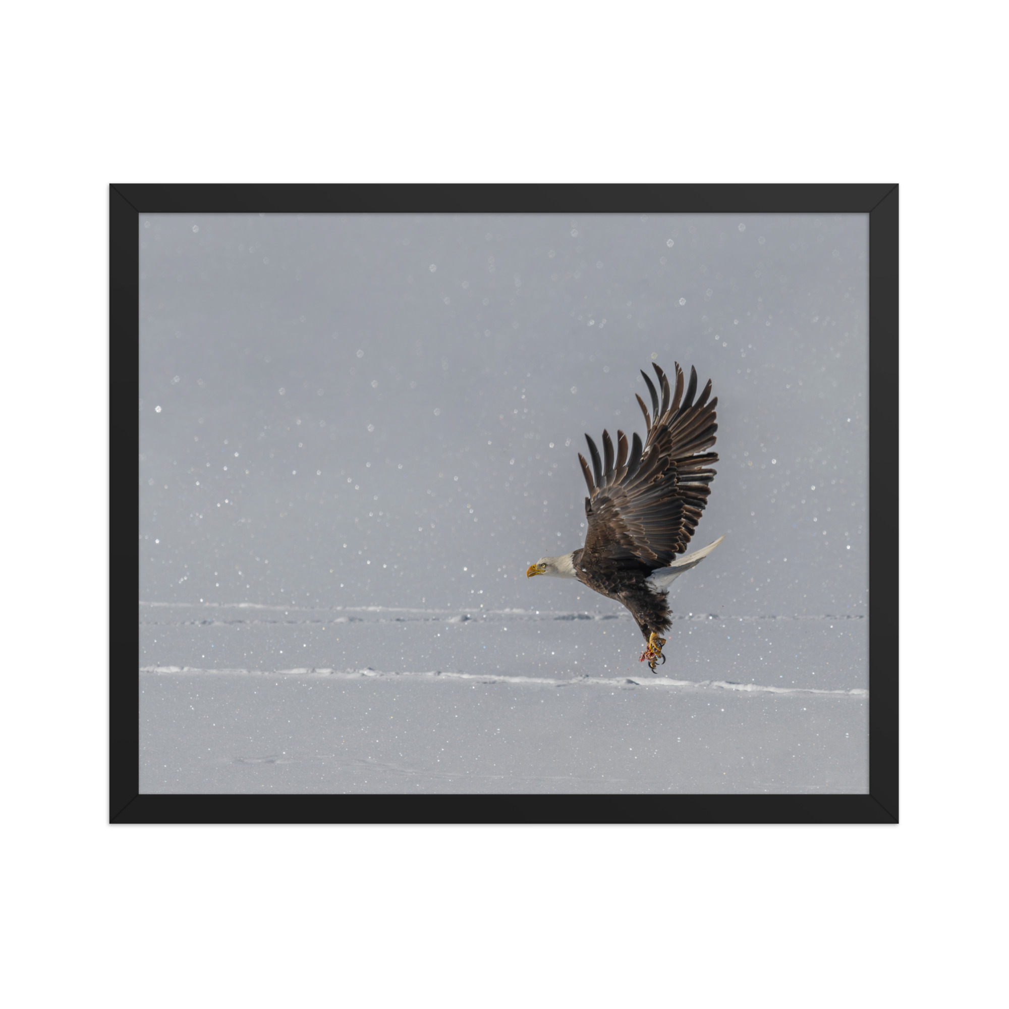 Bald eagle hunting in snow! Framed poster - Image 9
