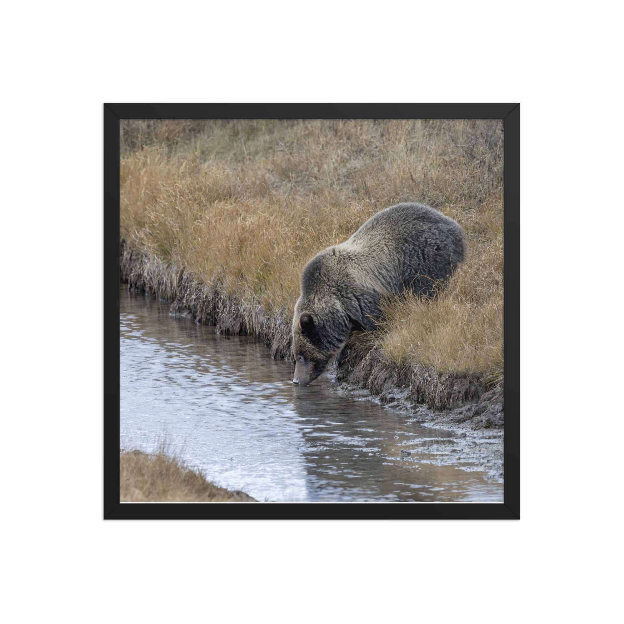 Grizzly bear quenching thirst! Framed poster - Image 10
